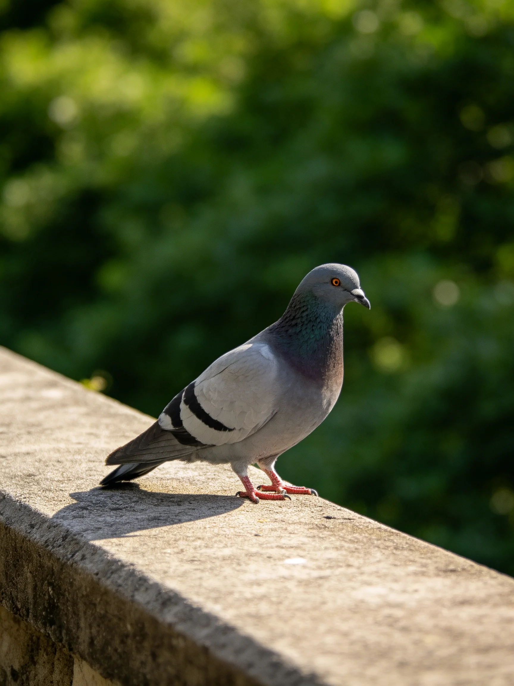 A gray pigeon rests on a concrete ledge surrounded by sunlit greenery