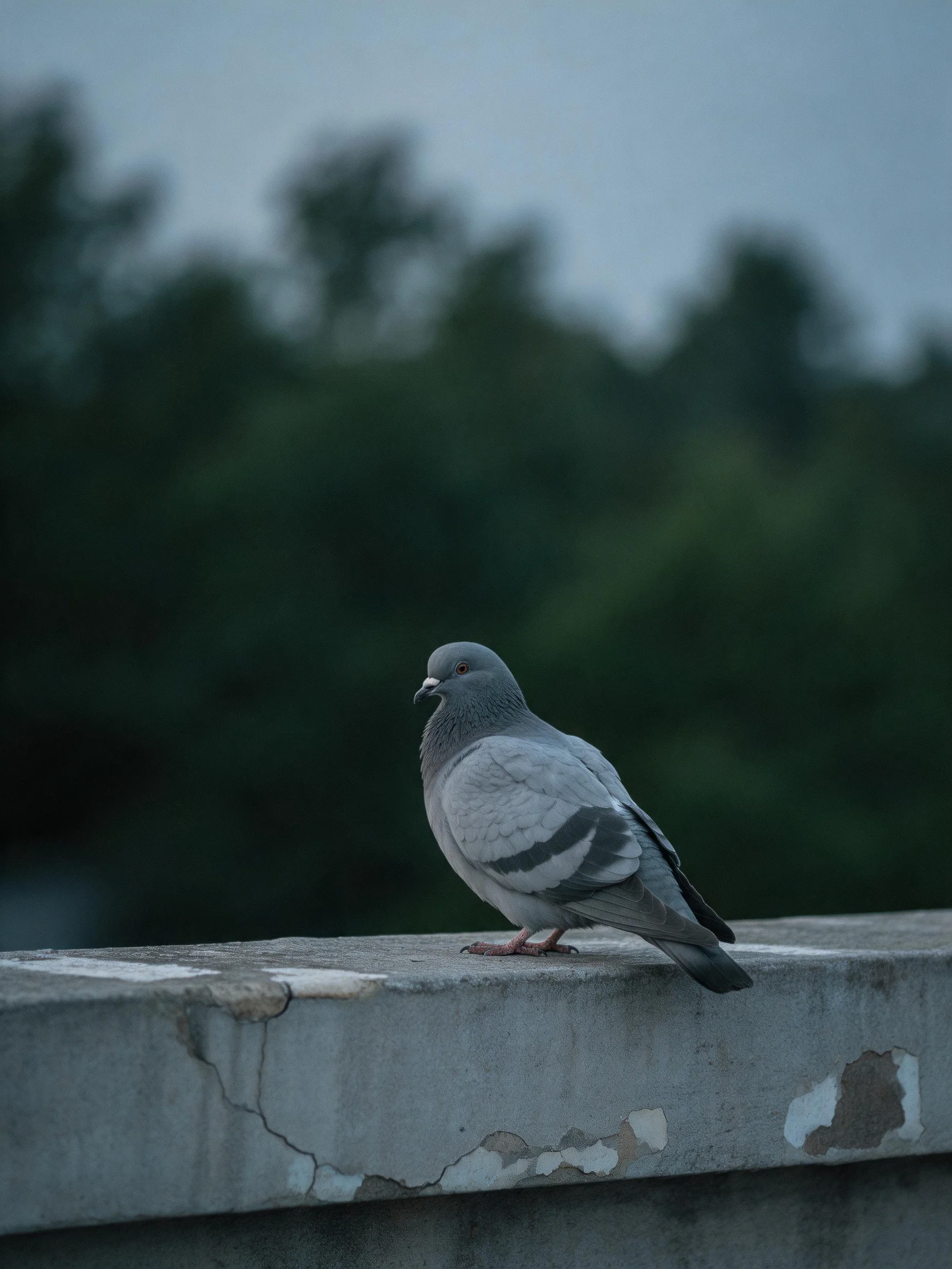 A gray pigeon rests on a cracked concrete ledge with dark green trees in the distance.