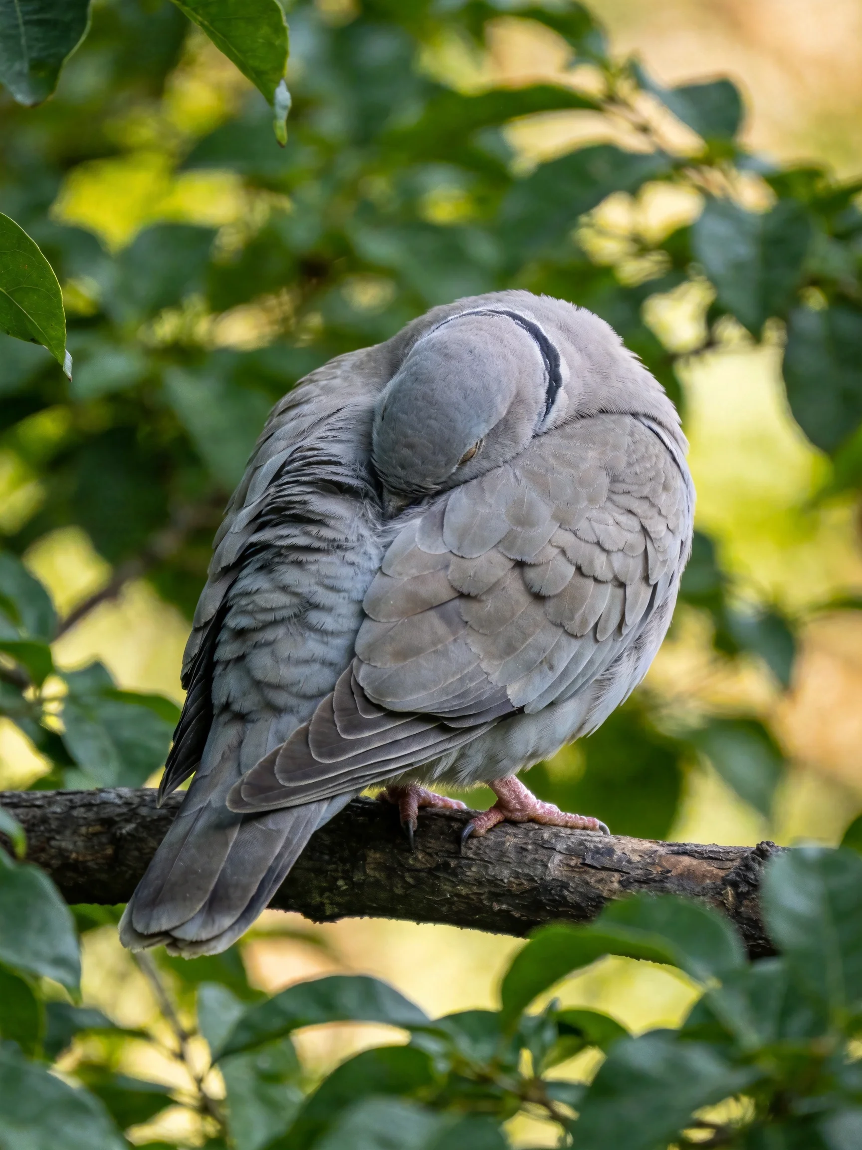 A gray pigeon preening on a dark tree branch amid green foliage