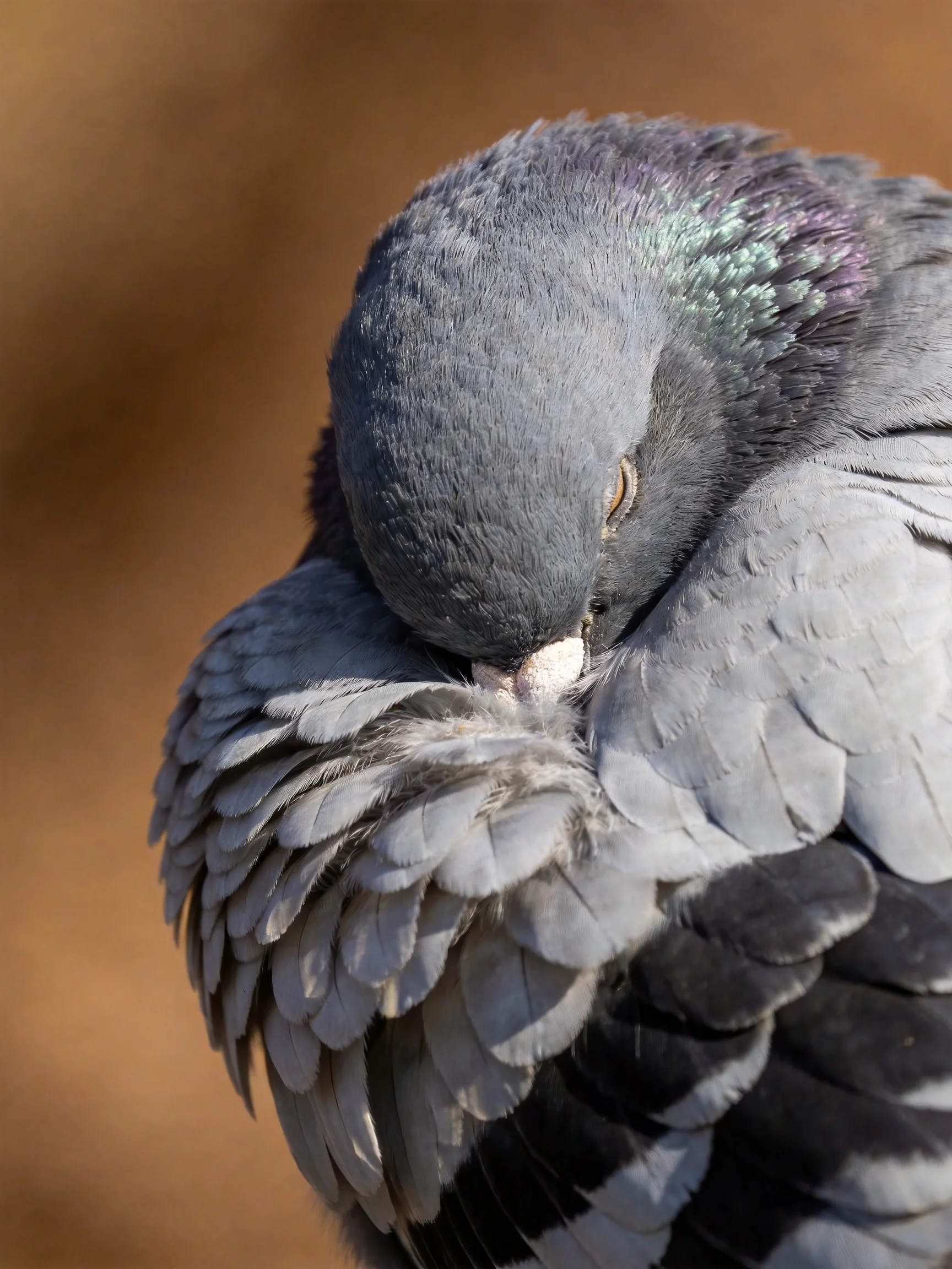 A gray pigeon preens with iridescent feathers near a blurred brown backdrop
