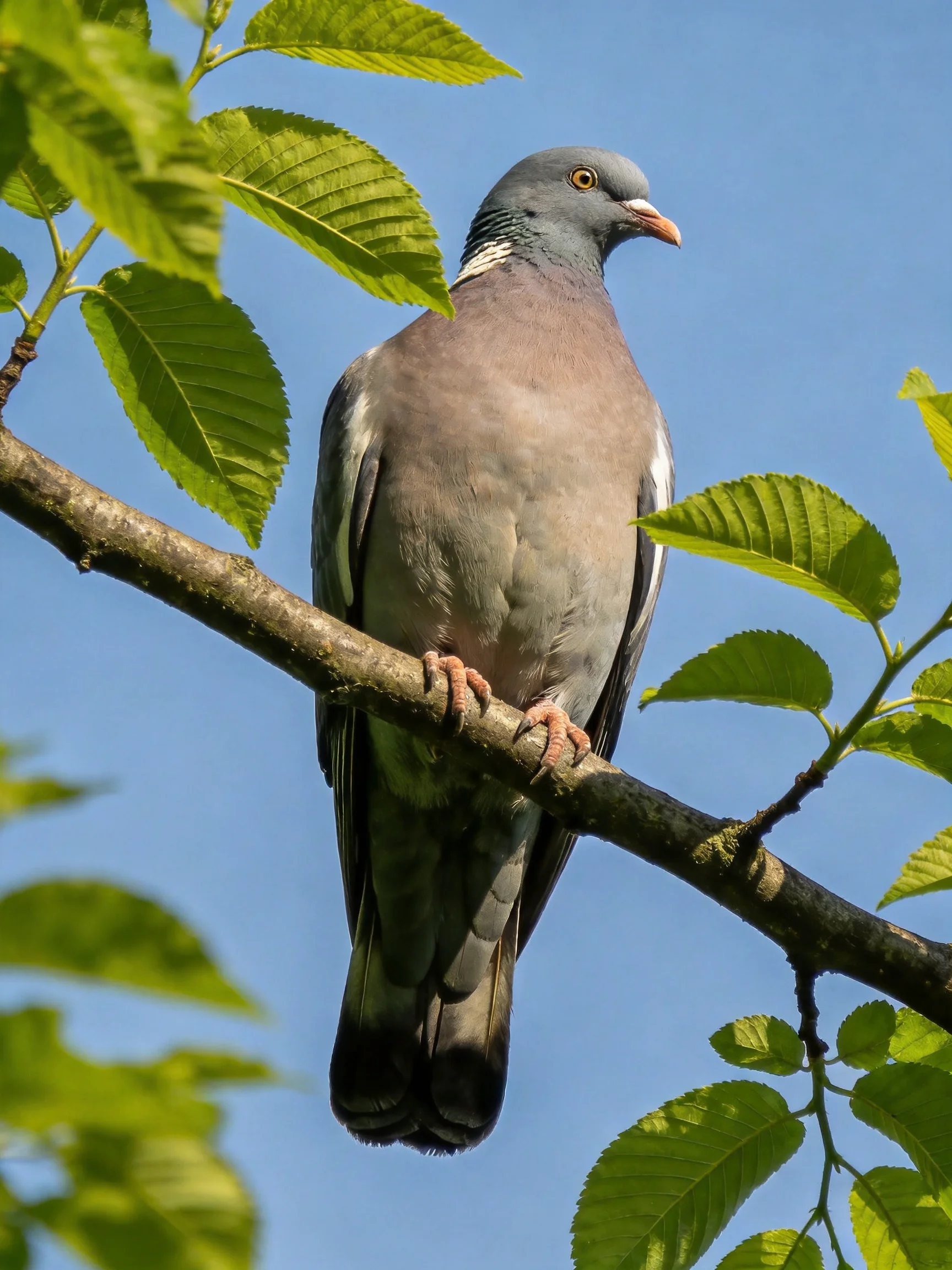 A gray pigeon perches on a tree branch near green leaves