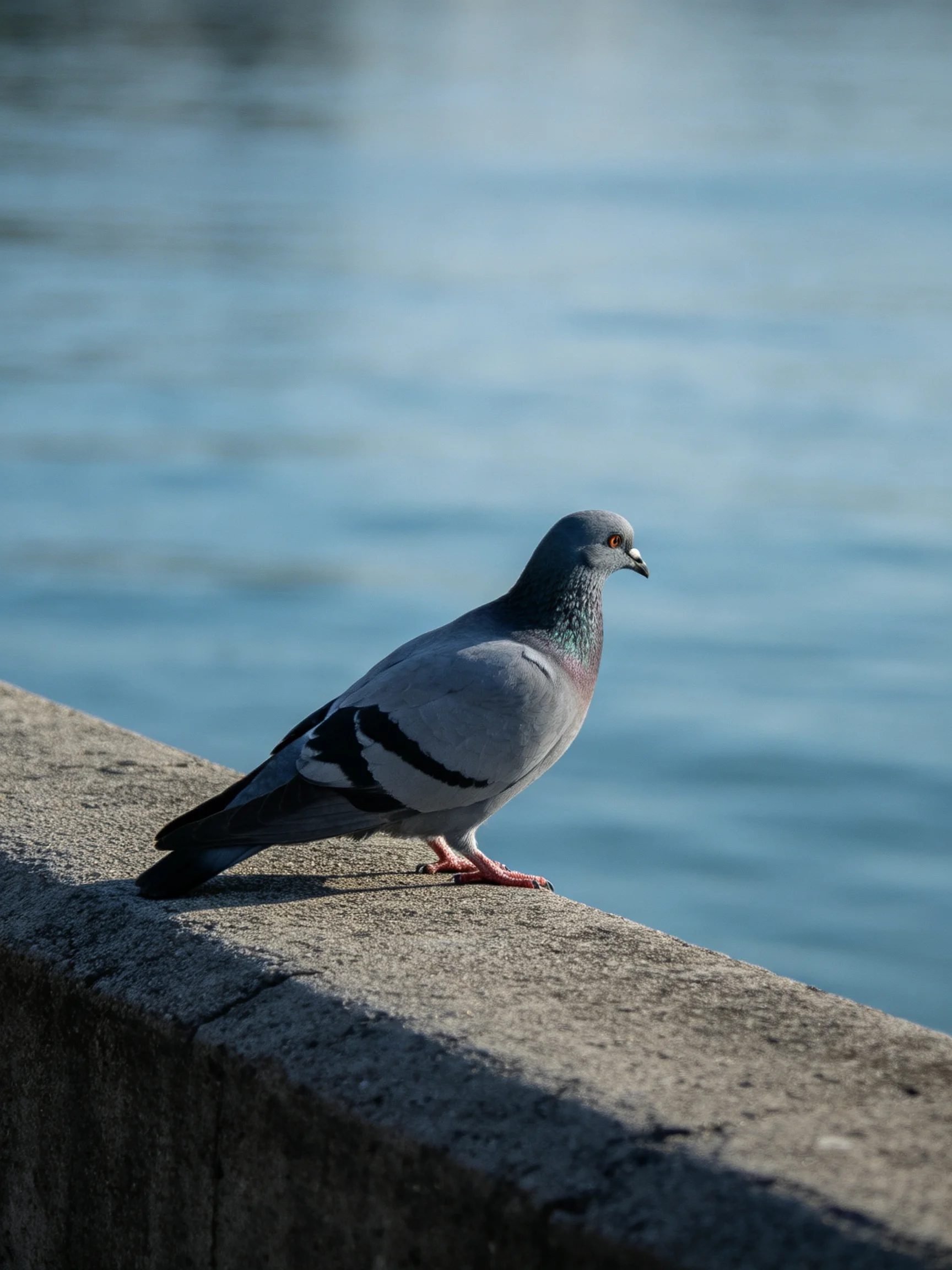 A gray pigeon stands on a weathered concrete ledge beside calm water.