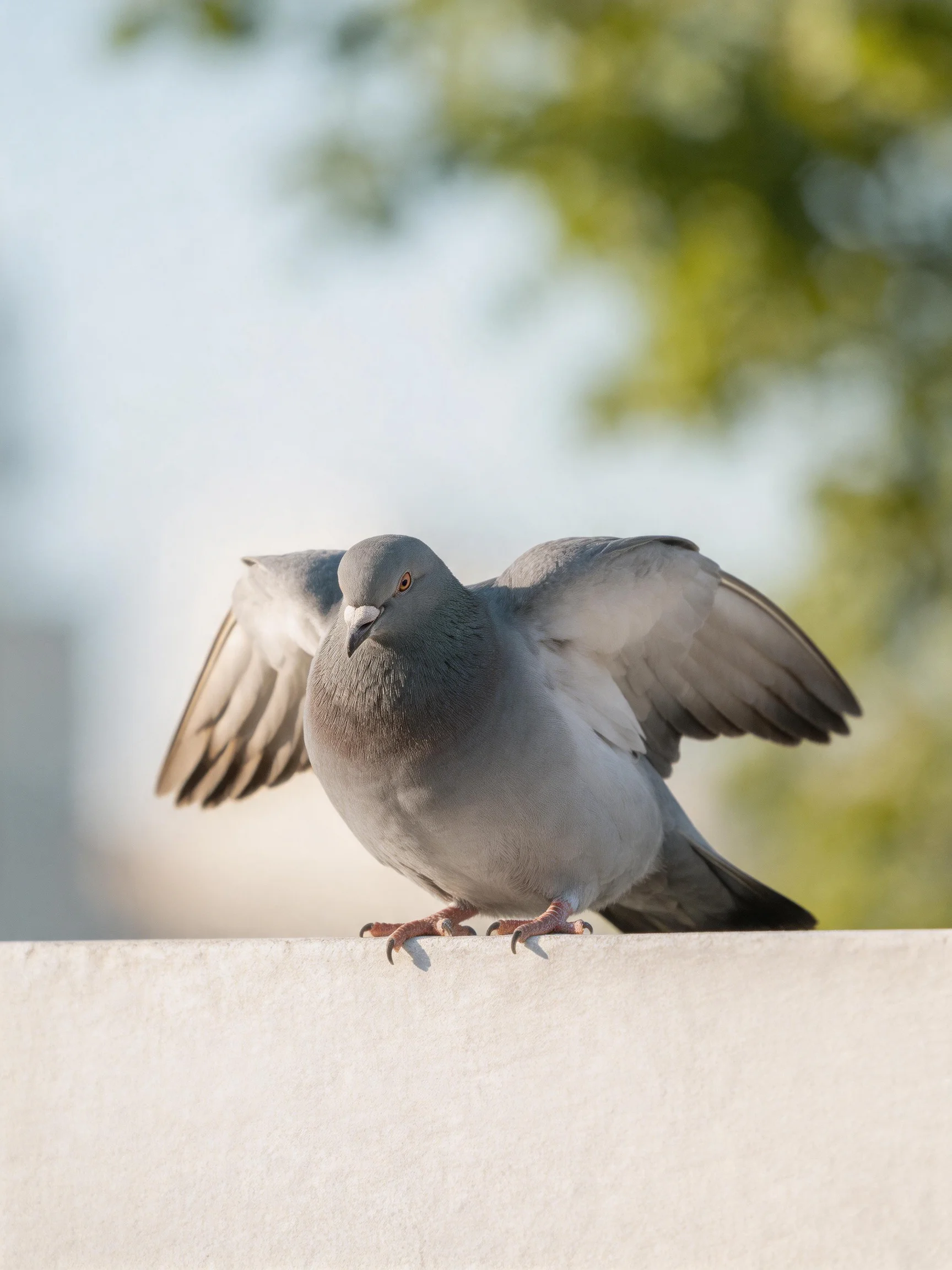 A gray pigeon spreading wings on a white ledge near green foliage