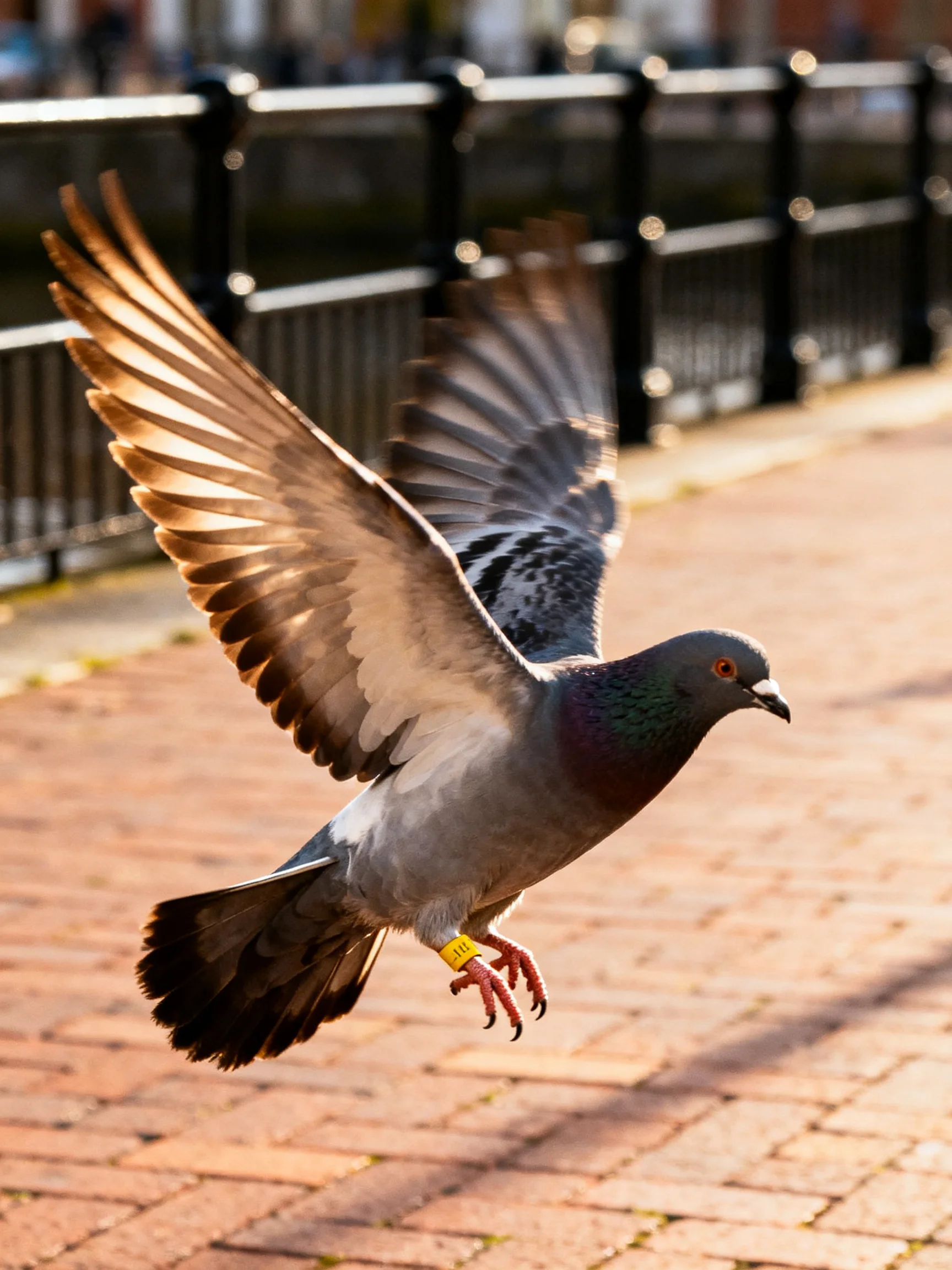A gray pigeon spreads wings mid-flight over a brick walkway beside a black railing.