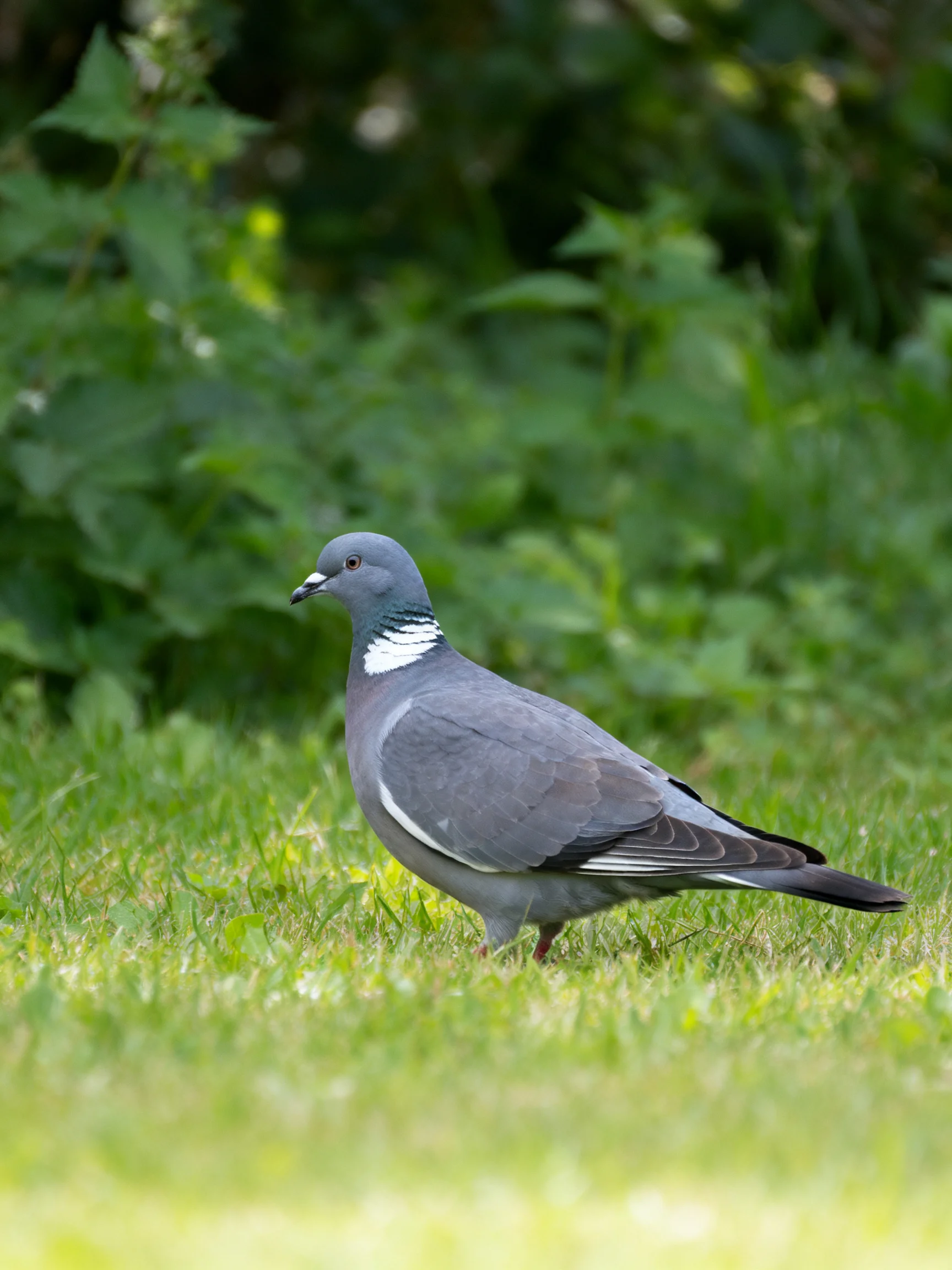 A gray pigeon stands on lush green grass amid dense vegetation