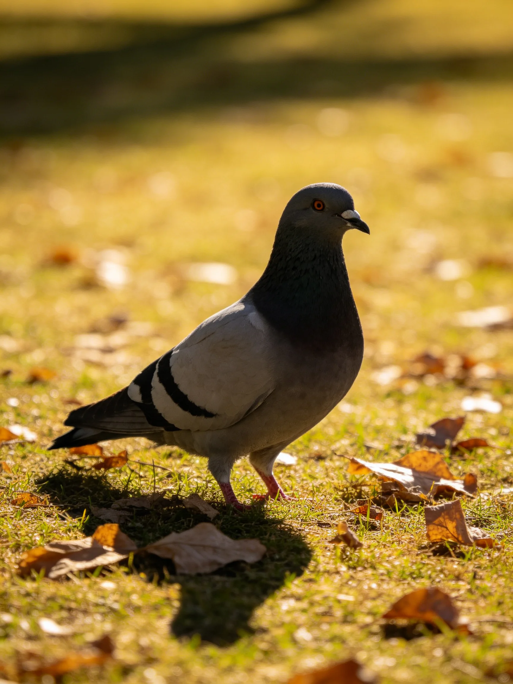 A gray pigeon stands on sunlit grass amid scattered autumn leaves