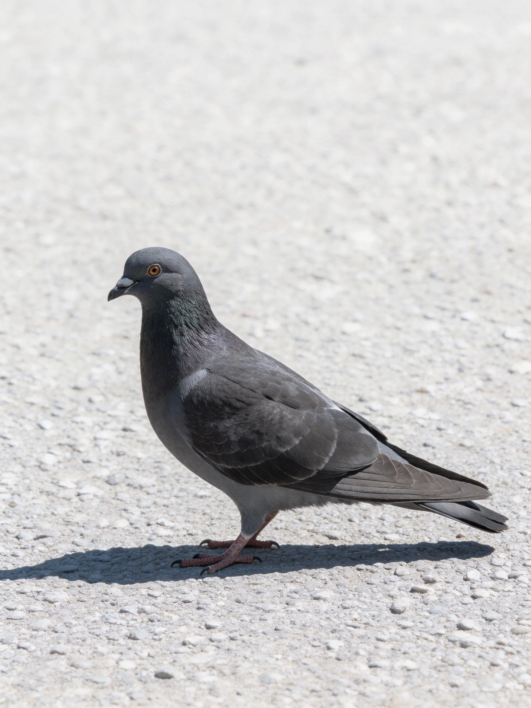 A gray pigeon walking on a light gravelly pavement