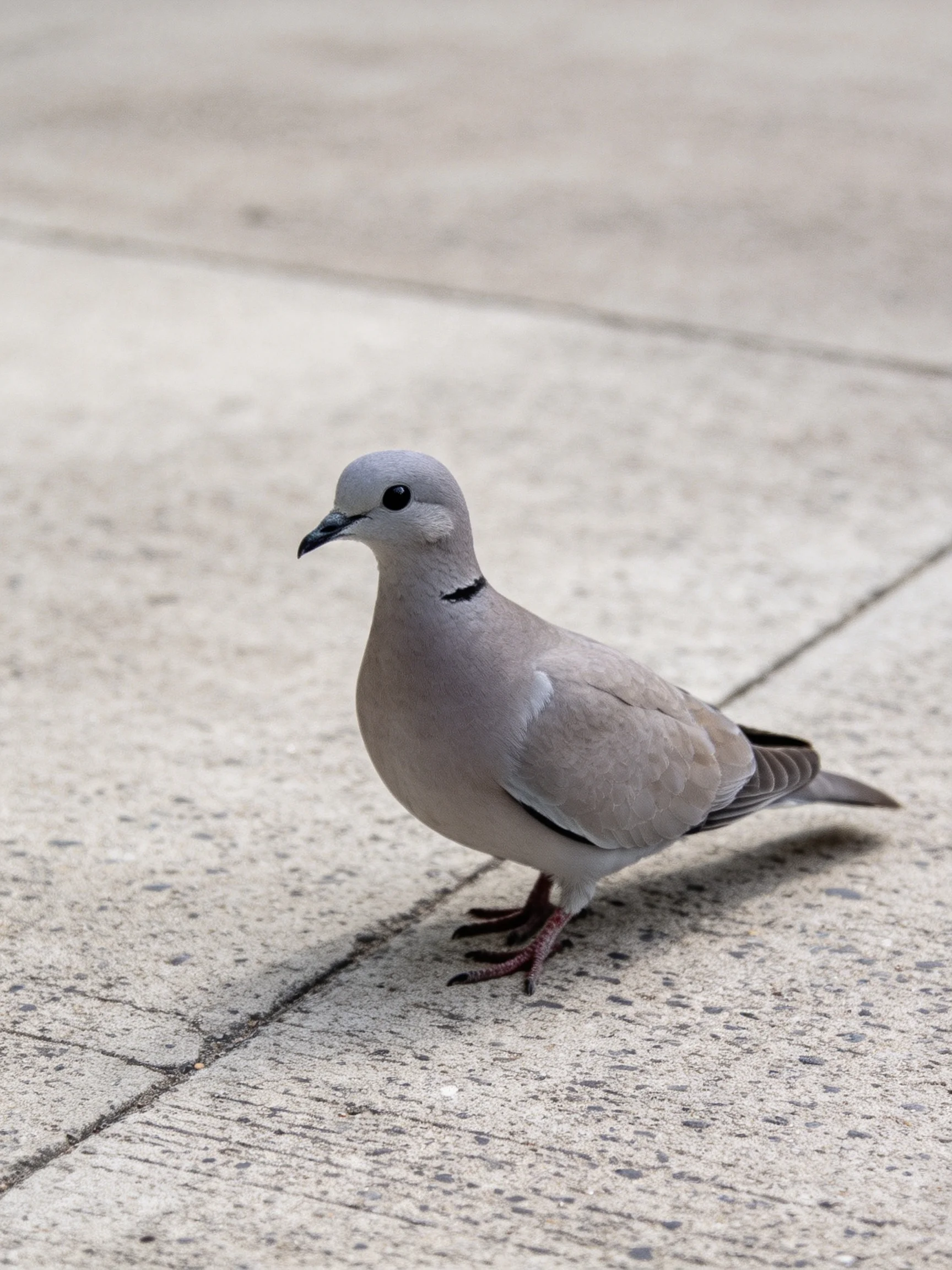 A gray pigeon with a black neck band on concrete pavement