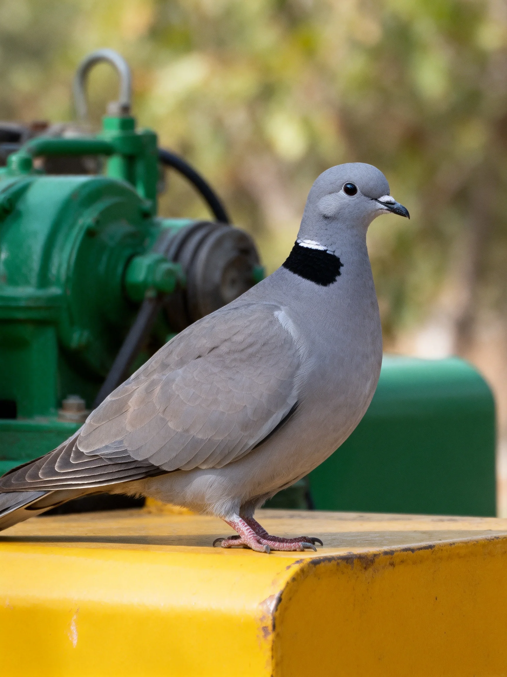 A gray pigeon with a black neck marking perches on a yellow surface near green machinery
