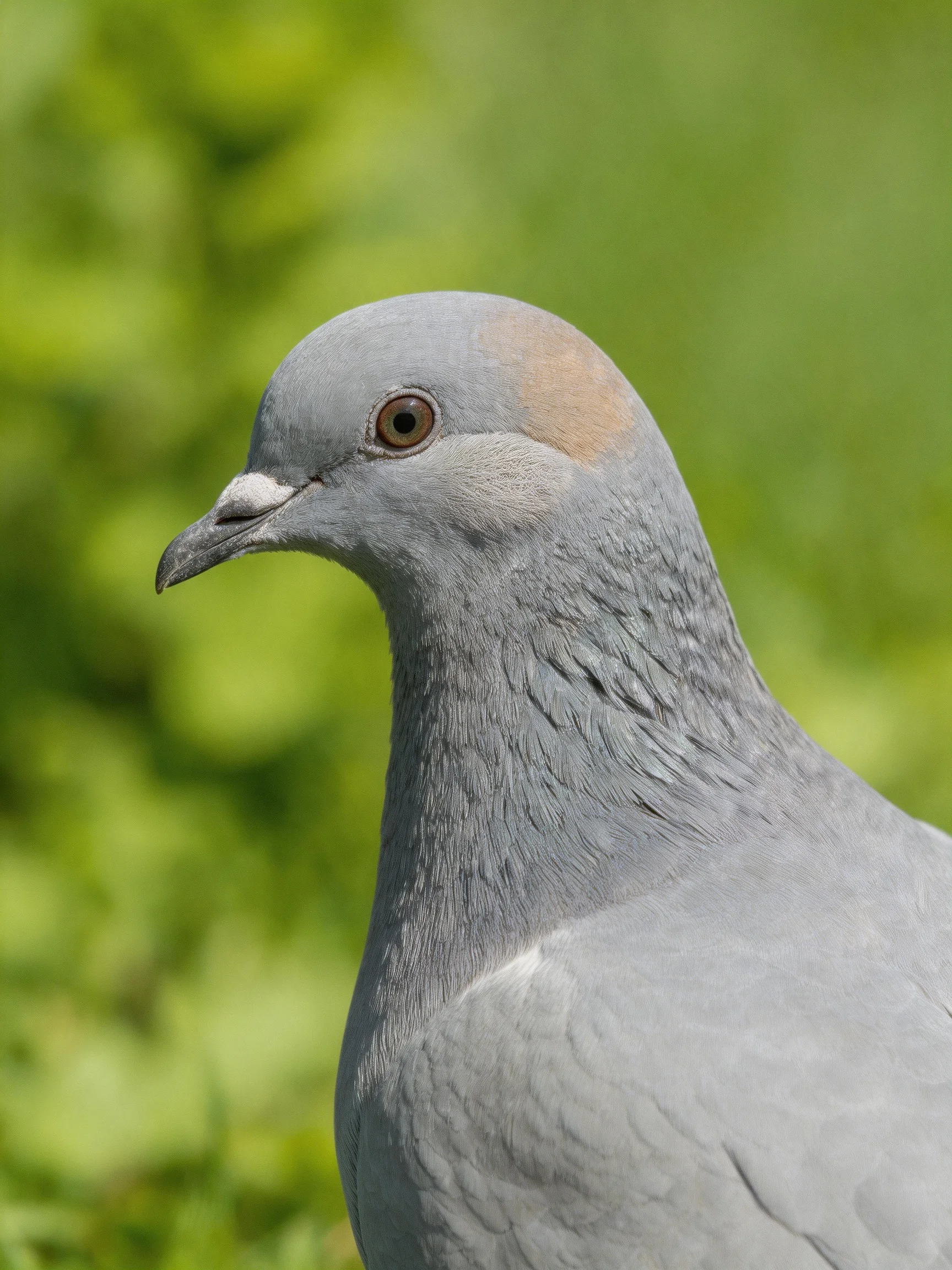 A gray pigeon with a reddish-brown crown stands among green foliage.