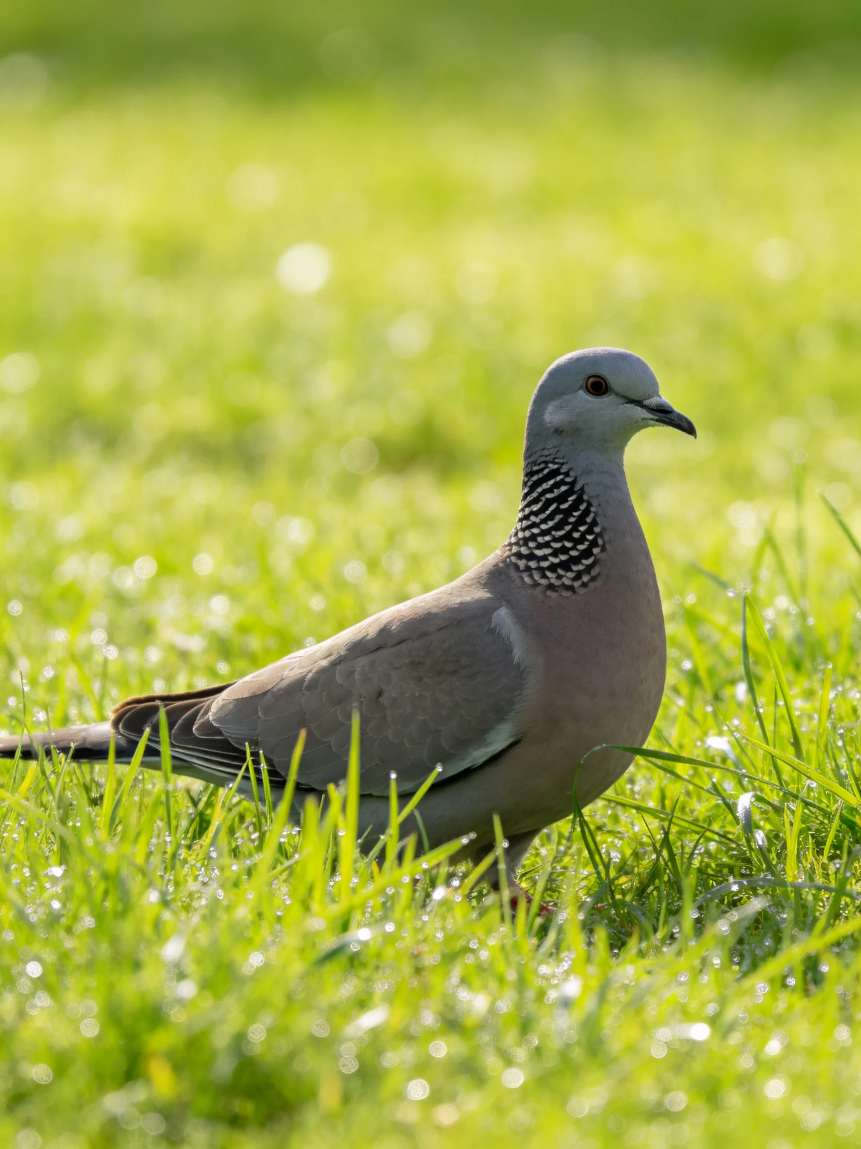 A gray-spotted pigeon stands in dewy green grass.