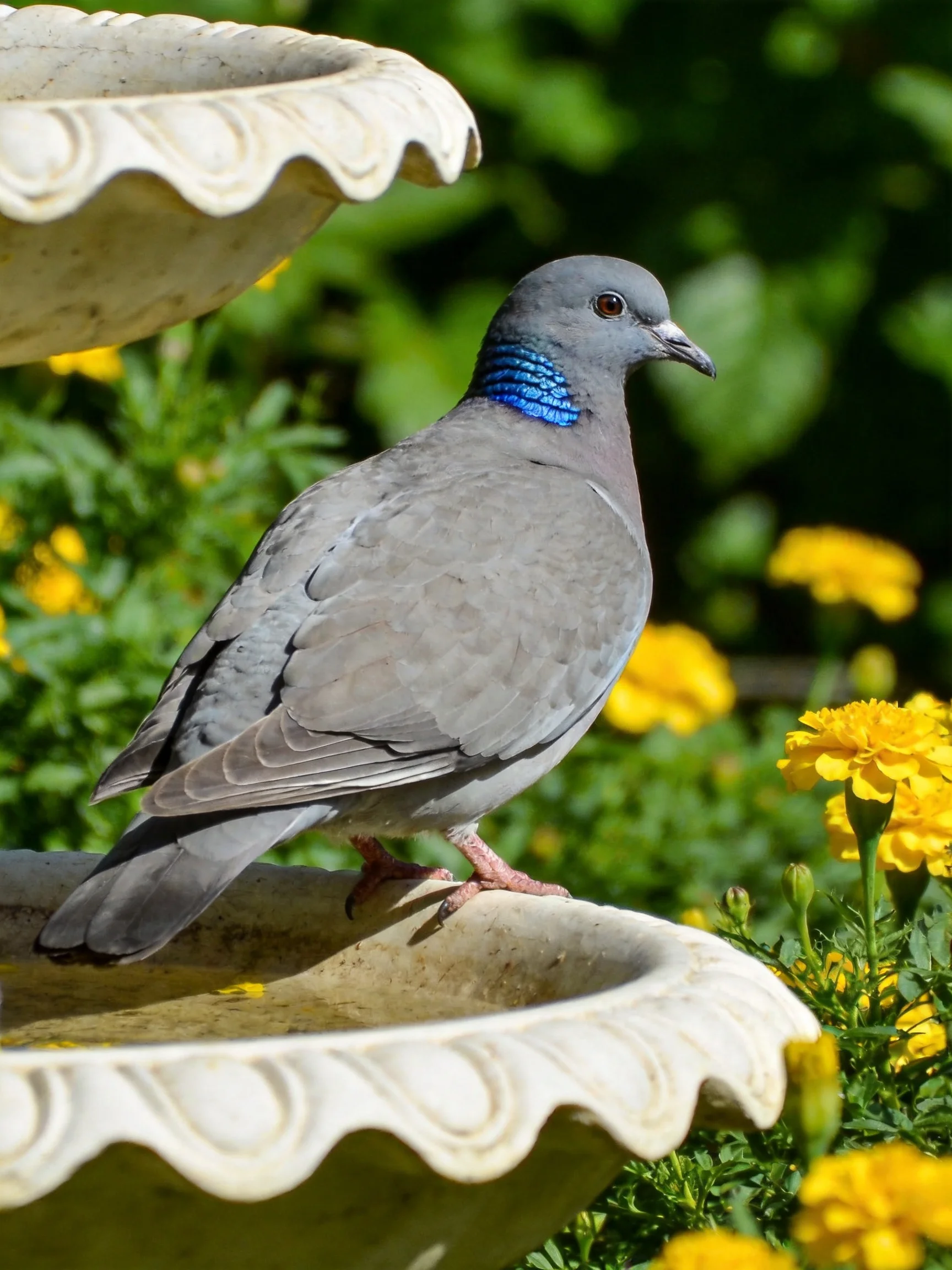 A gray pigeon with blue neck perches by yellow flowers near an ornate fountain