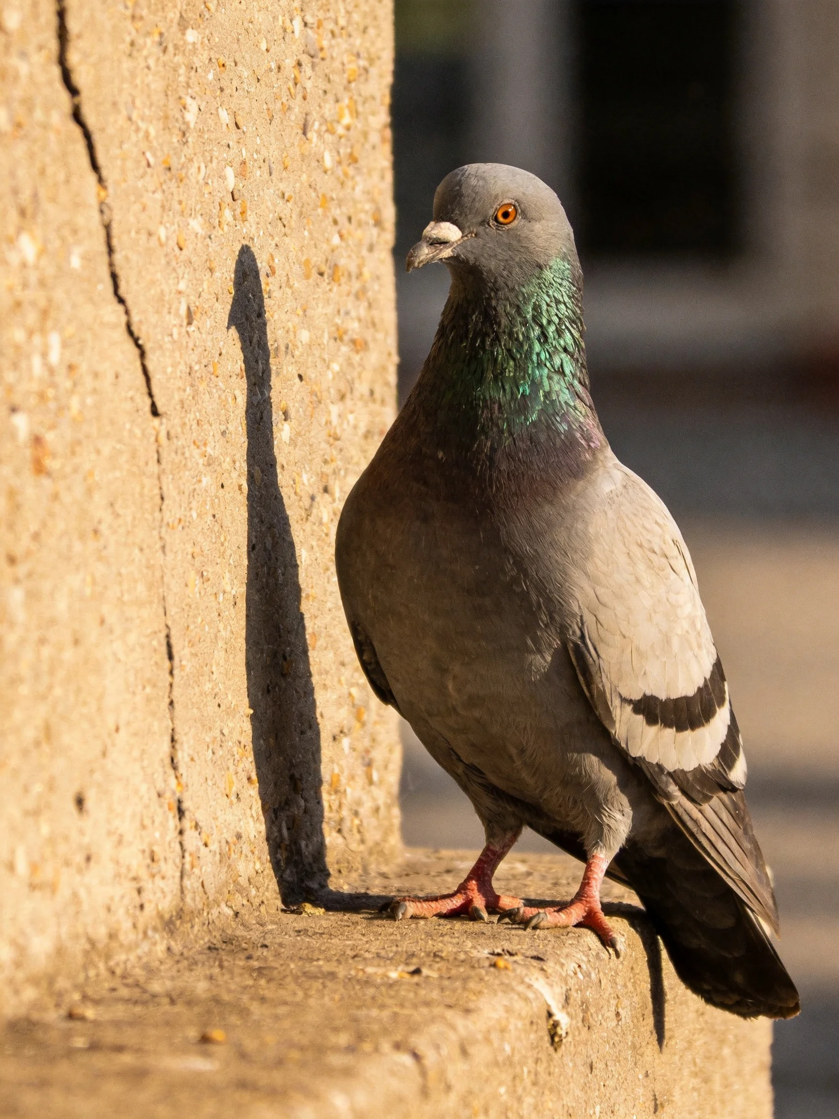 A gray pigeon with green neck perched on a cracked concrete ledge