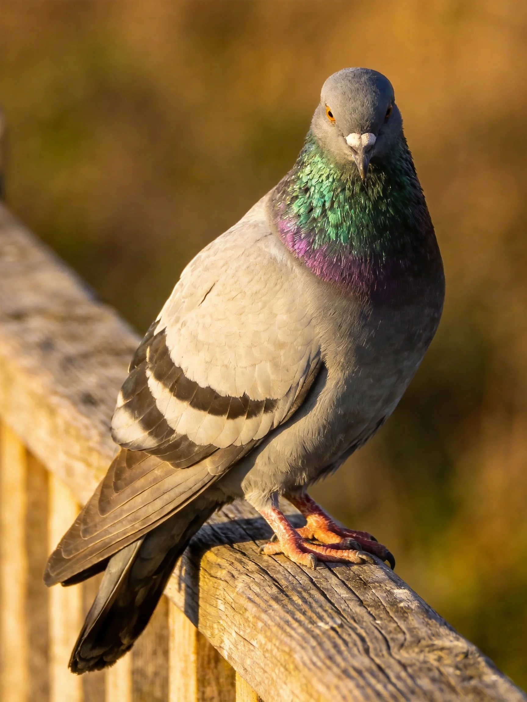 A gray pigeon with iridescent green and purple neck perches on a weathered wooden railing