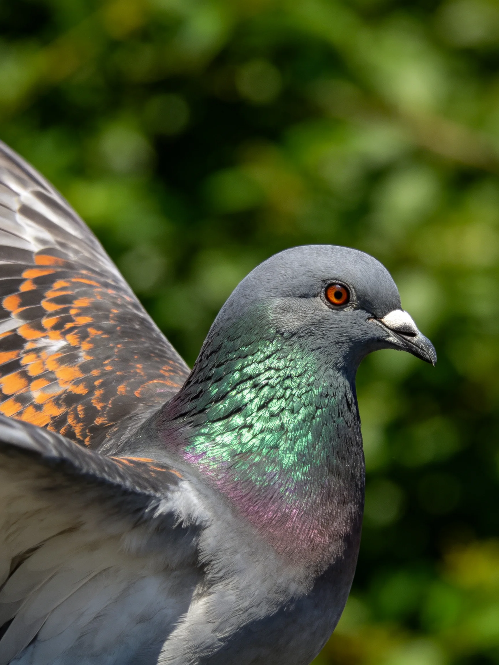 A gray pigeon with iridescent green neck and orange wing markings is shown up close.