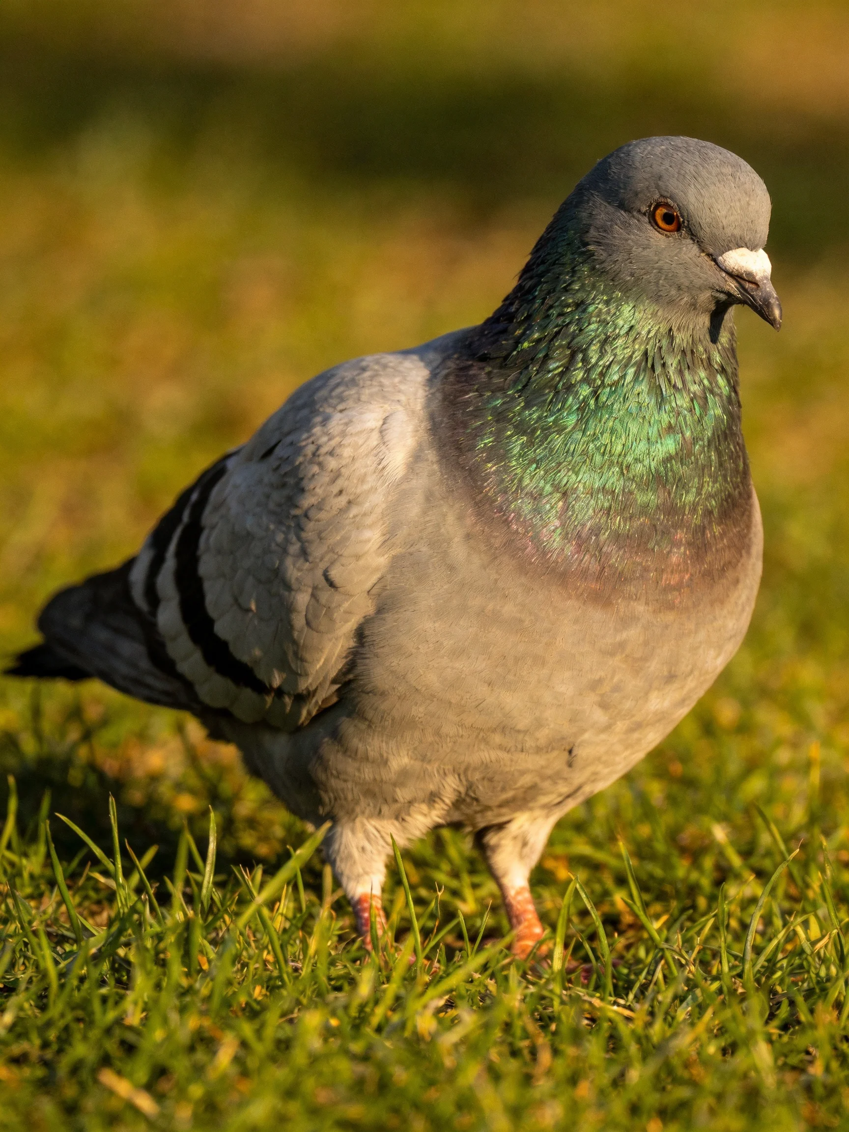A gray pigeon with iridescent green neck on sunlit grass
