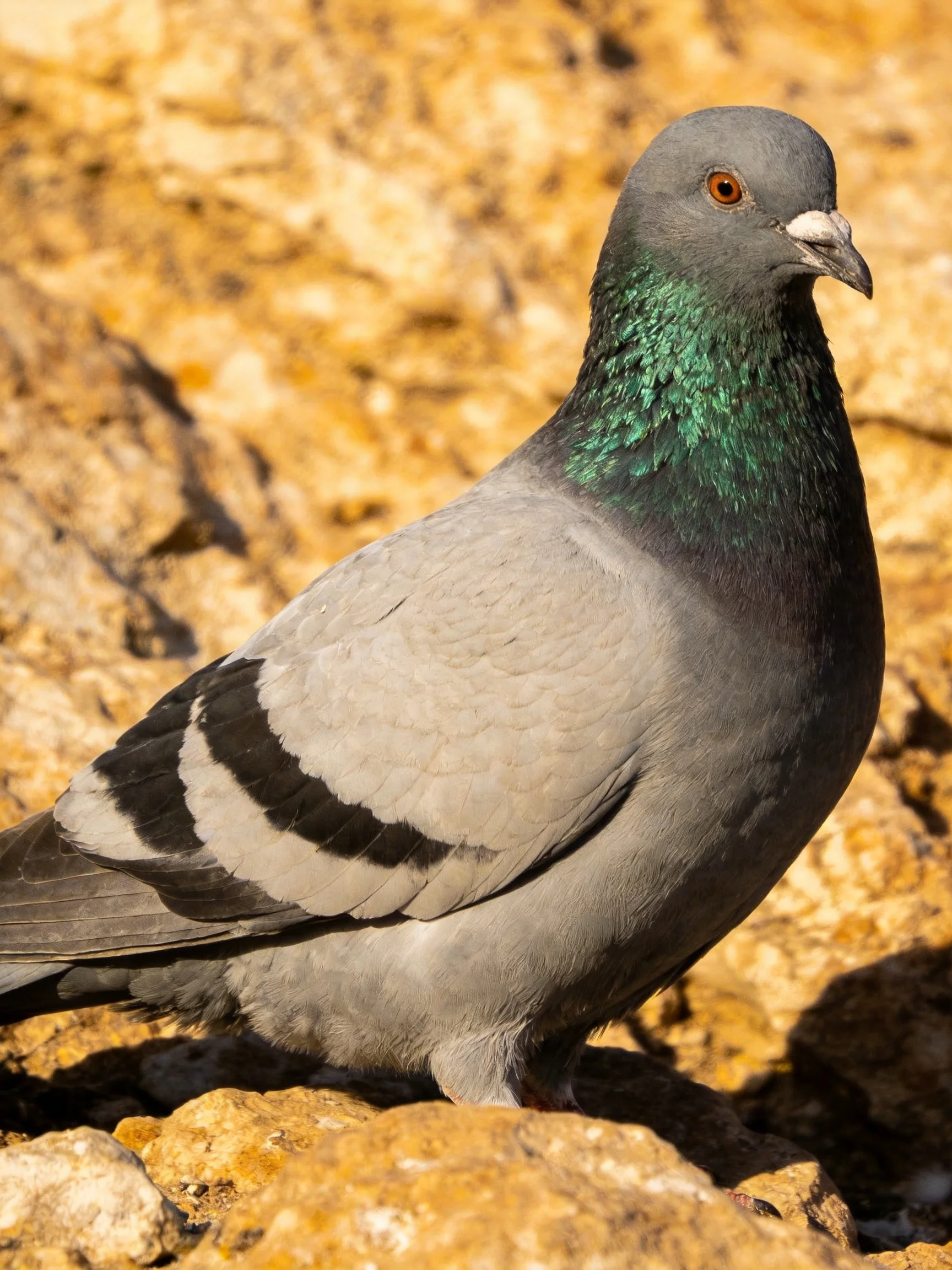 A gray pigeon with iridescent green neck perched on rocky terrain