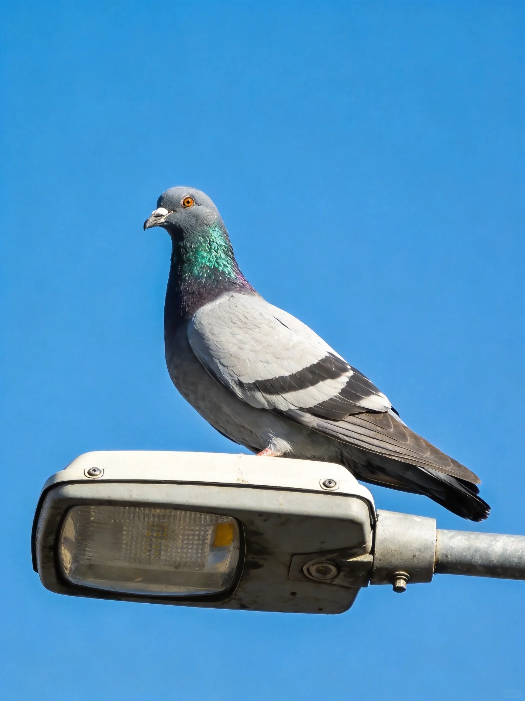 A gray pigeon with iridescent green neck perches on a silver streetlight under clear blue sky