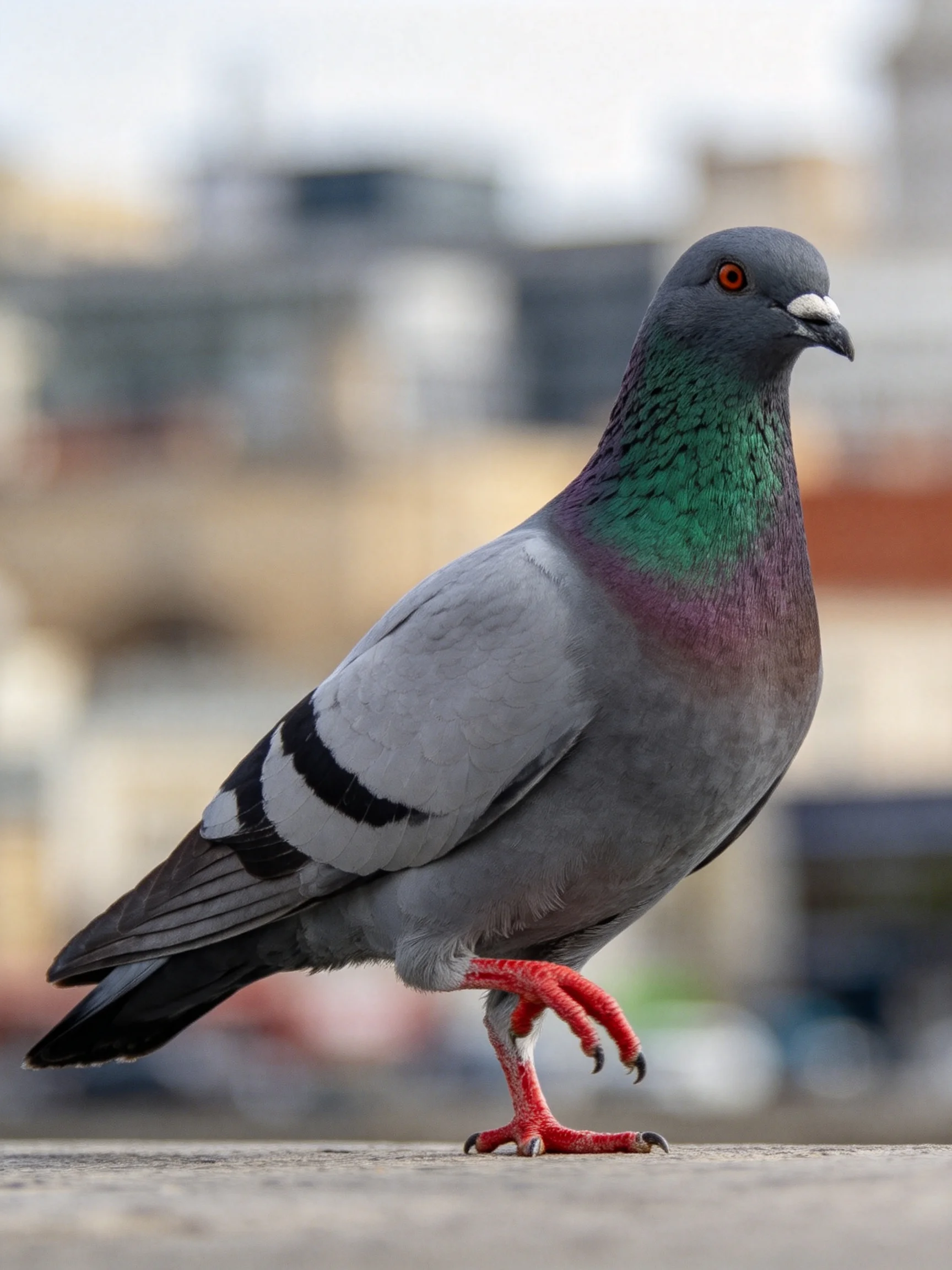 A gray pigeon with iridescent green-purple neck and red feet