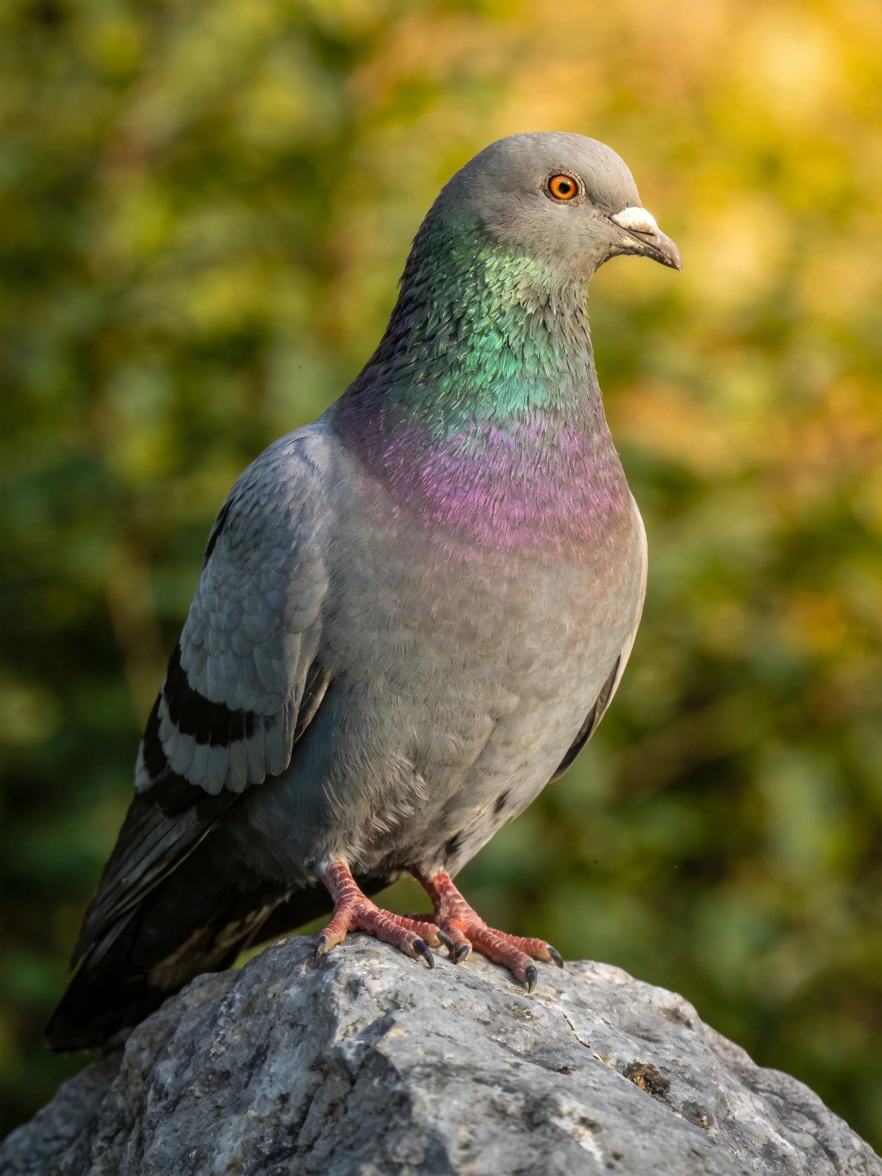 A pigeon with colorful plumage sits on a stone outdoors.