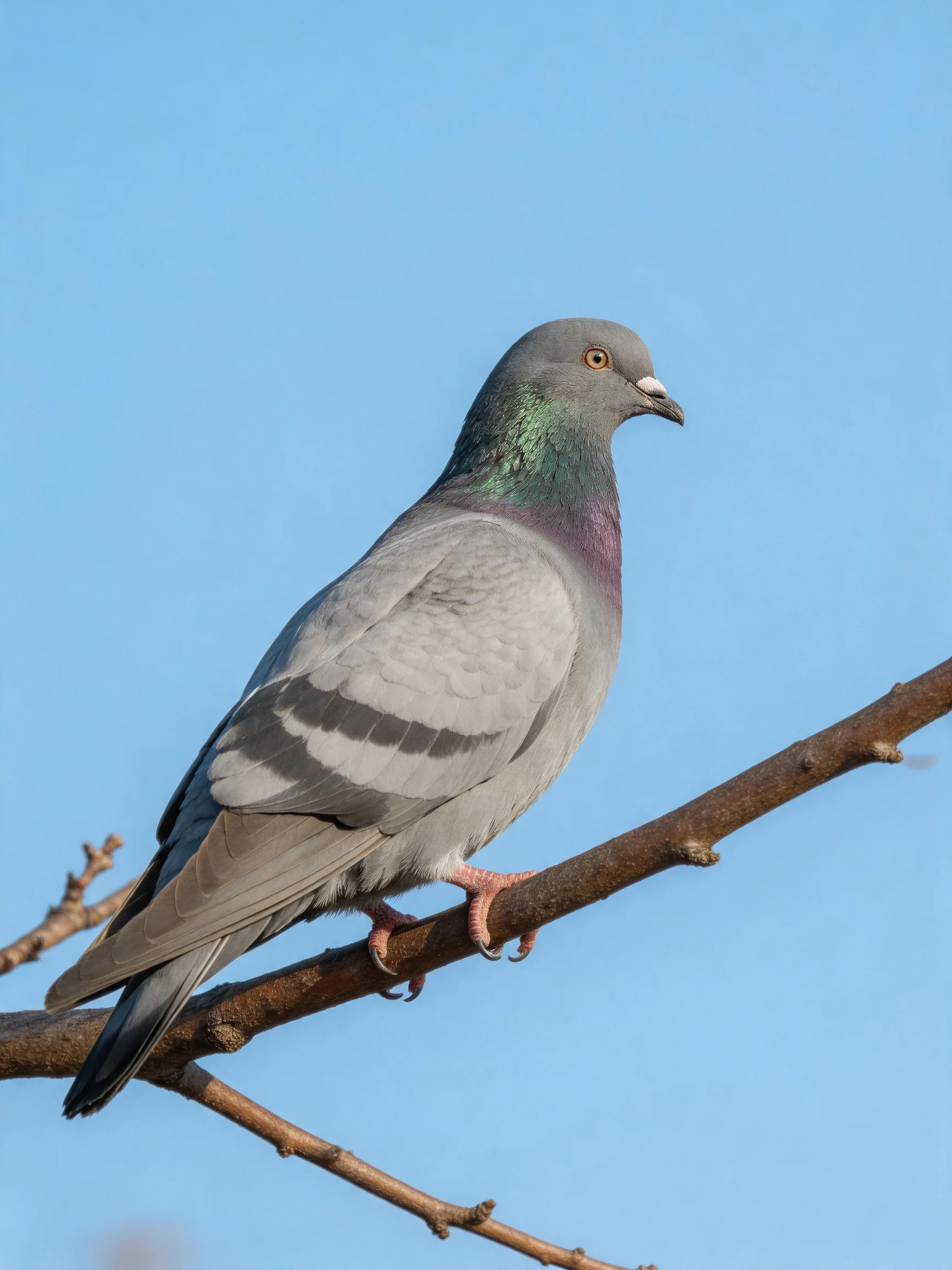 A gray pigeon with iridescent neck feathers perches on a brown tree branch