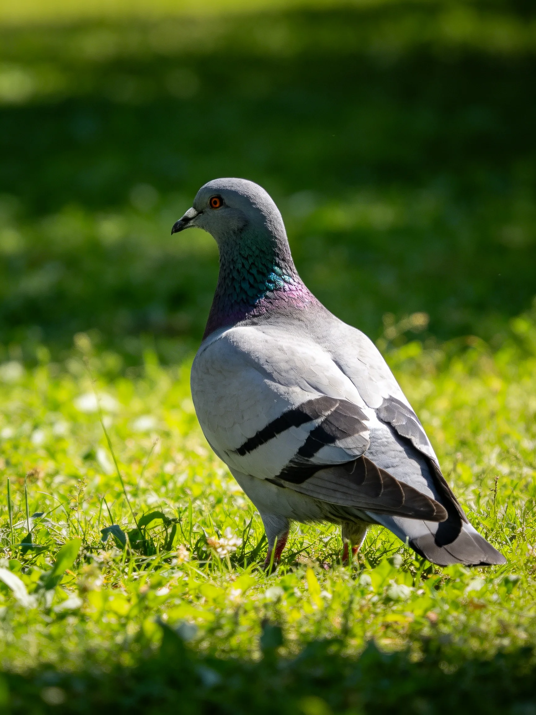 A gray pigeon with iridescent neck on vibrant grass
