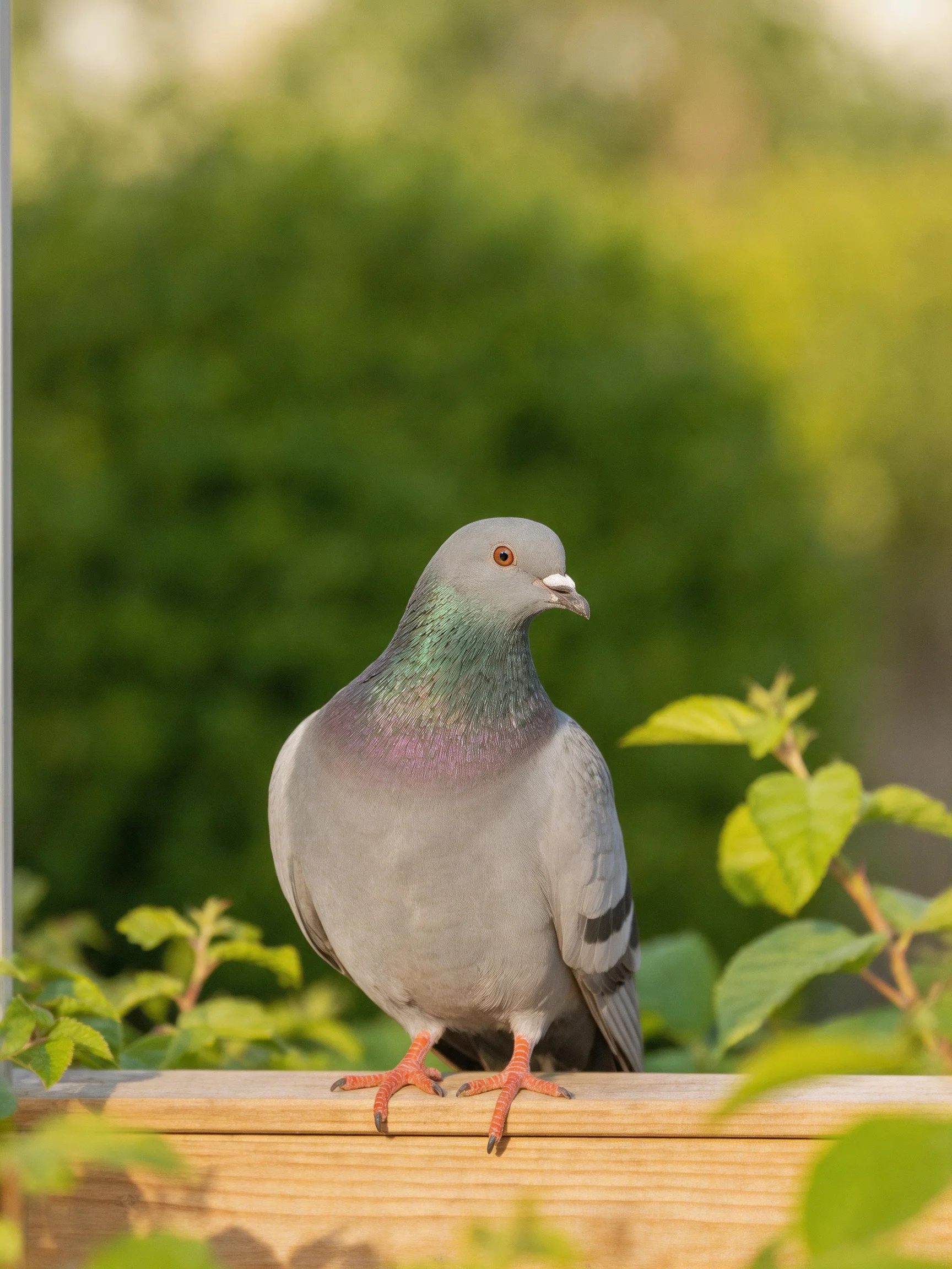 A gray pigeon with iridescent neck perched on a wooden ledge