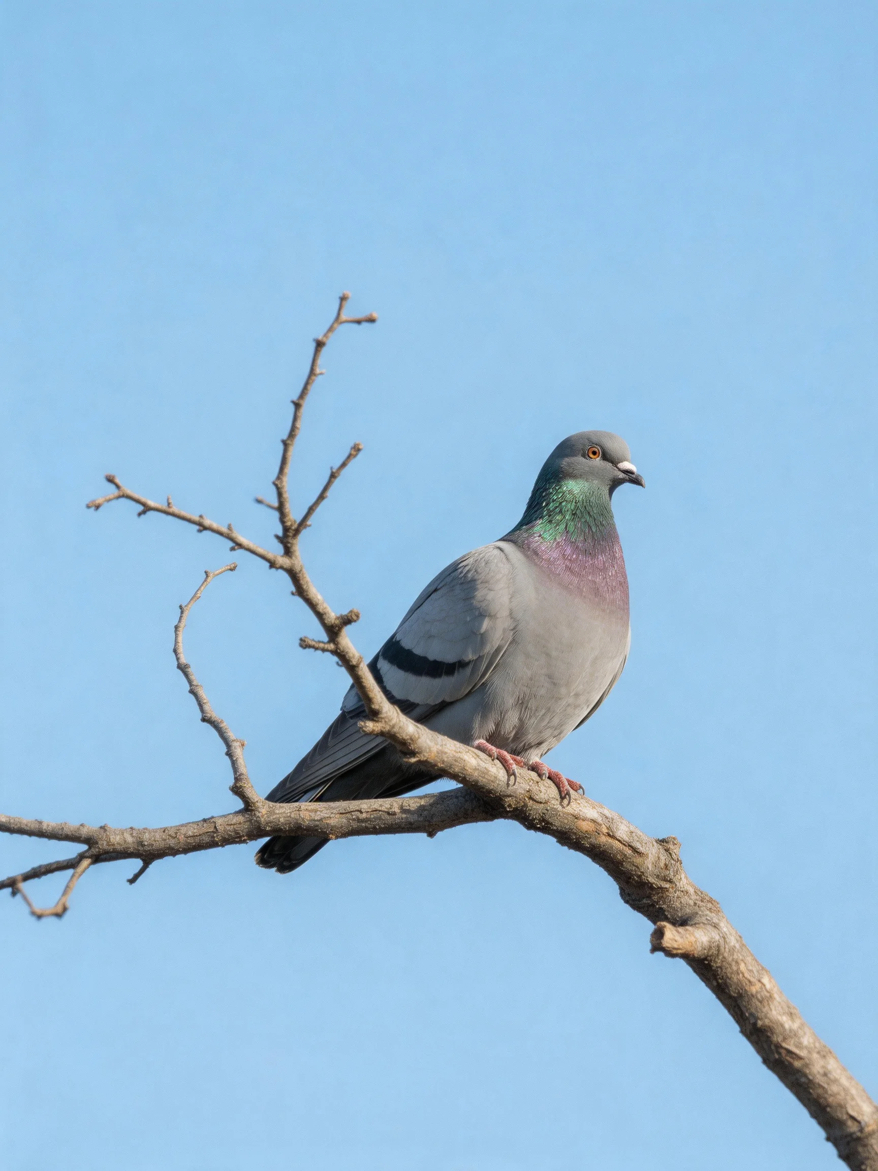 A gray pigeon with iridescent neck perches on a bare tree branch