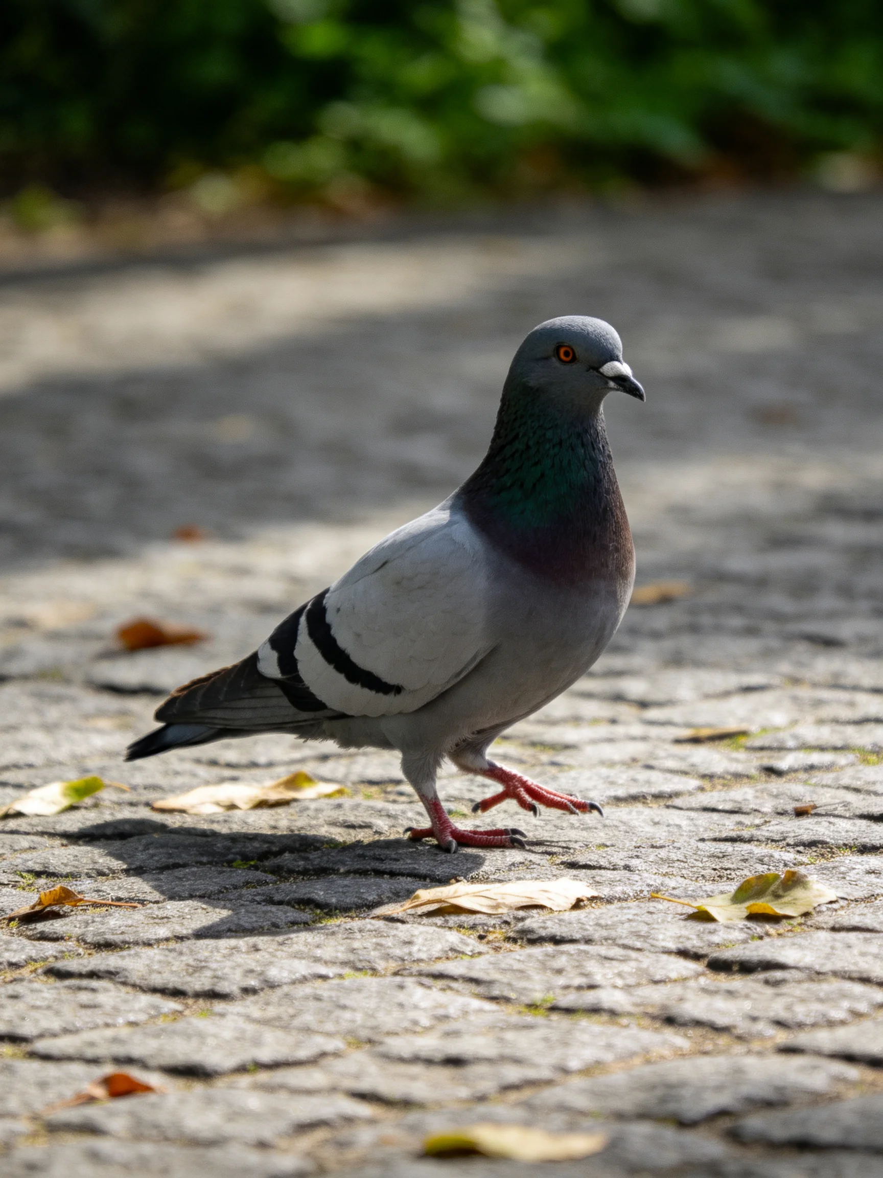A pigeon with a colorful neck walks on a stone path scattered with leaves.