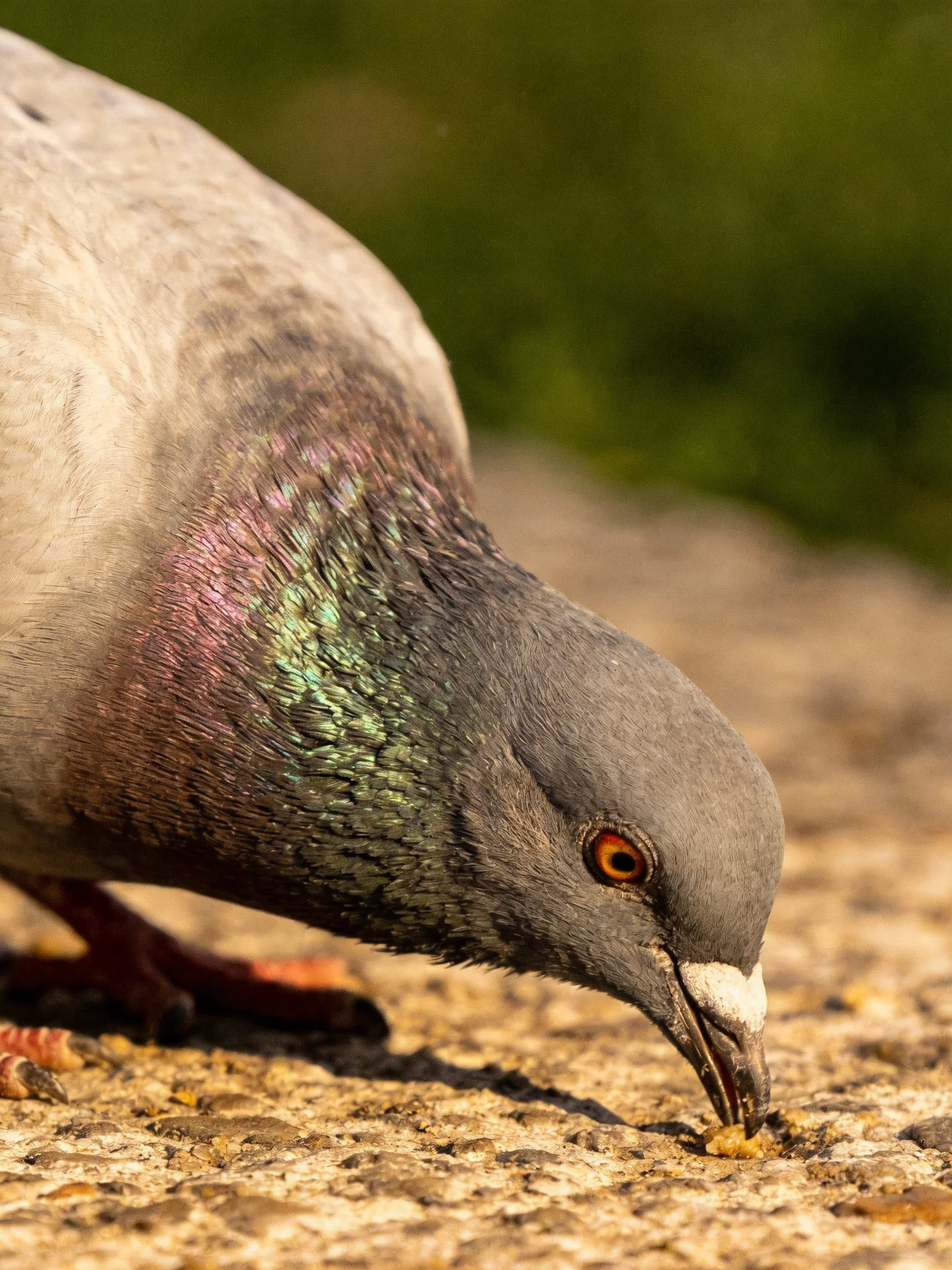 A gray pigeon with iridescent plumage pecking at food