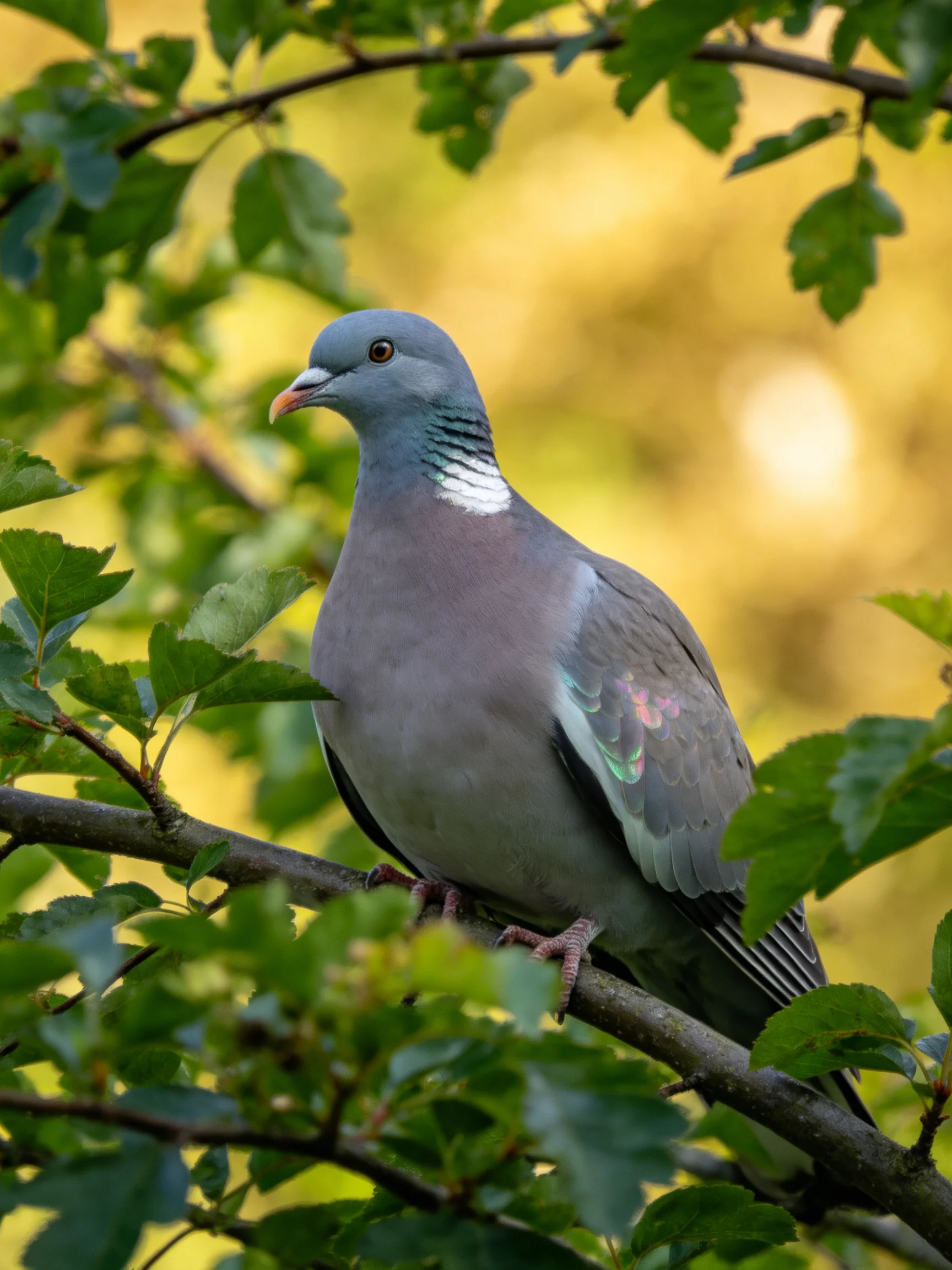 A gray pigeon rests on a branch surrounded by green leaves.