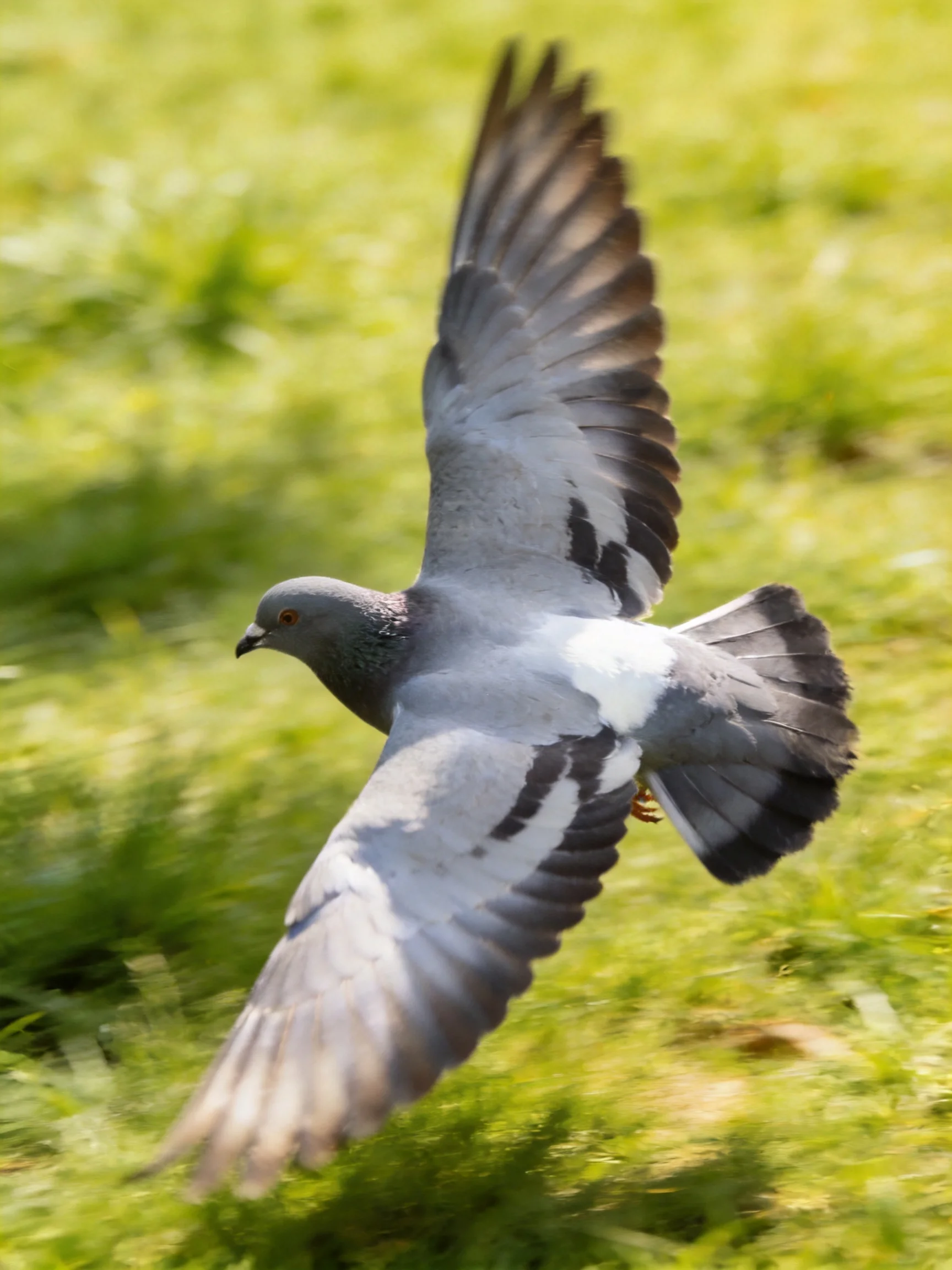 A gray pigeon with outstretched wings flies over lush green grass