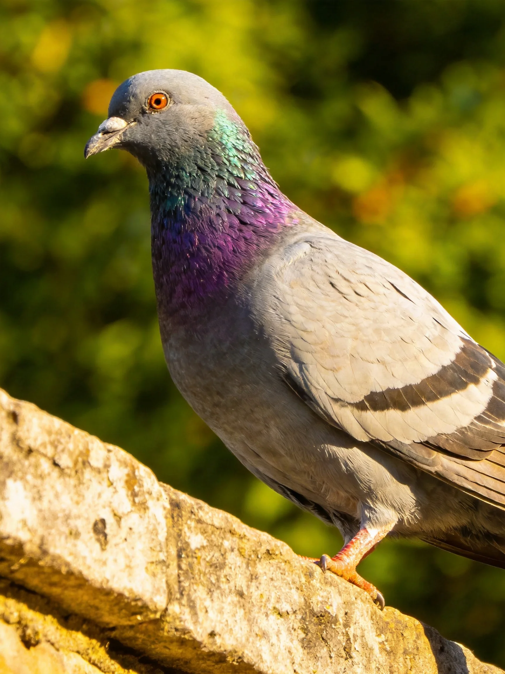 A pigeon with colorful plumage rests on a stone structure in natural light.