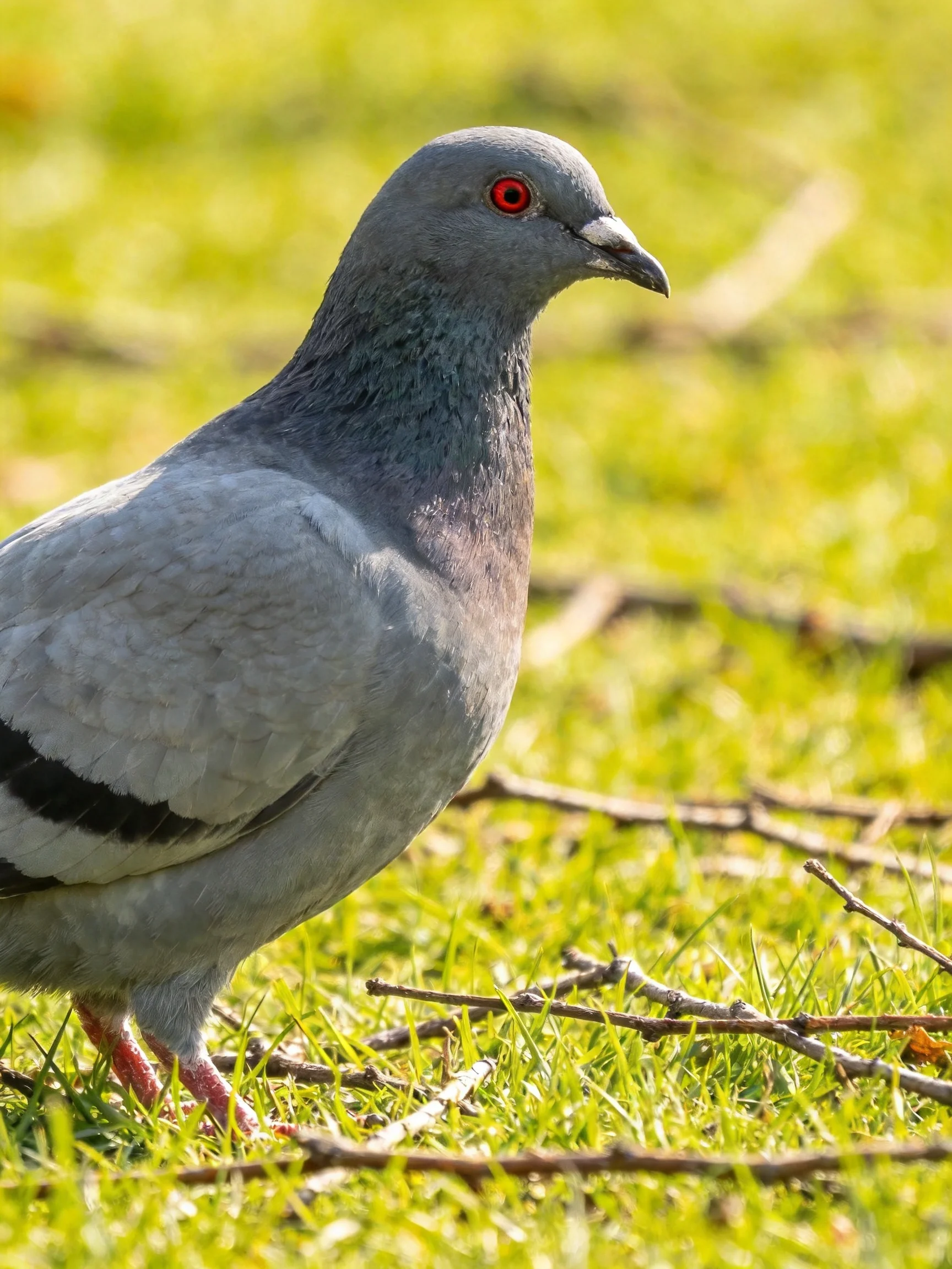 A gray pigeon with red eye on green grass near twigs