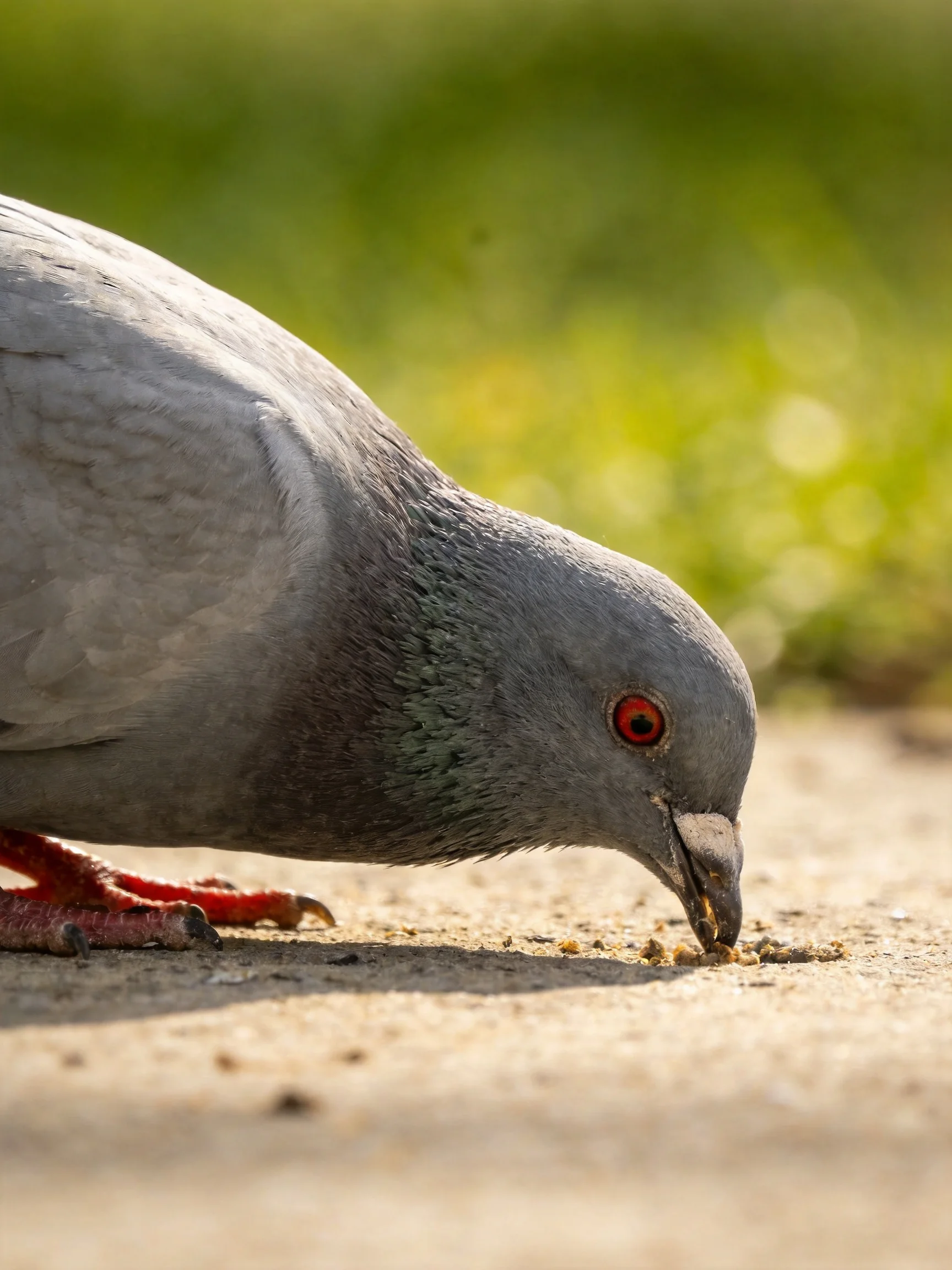 A gray pigeon with red eyes pecking seeds on a concrete surface