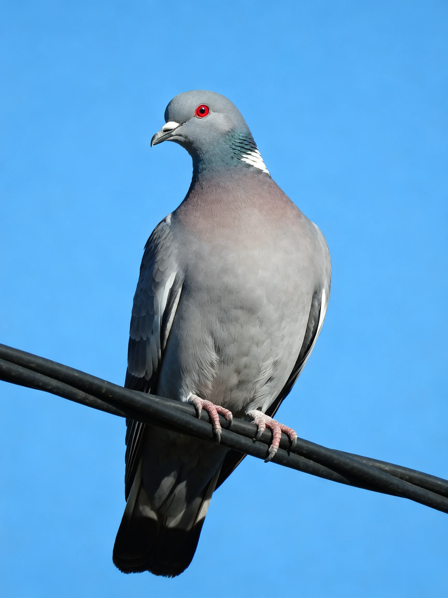 A gray pigeon with red eyes perched on a black wire under a clear blue sky