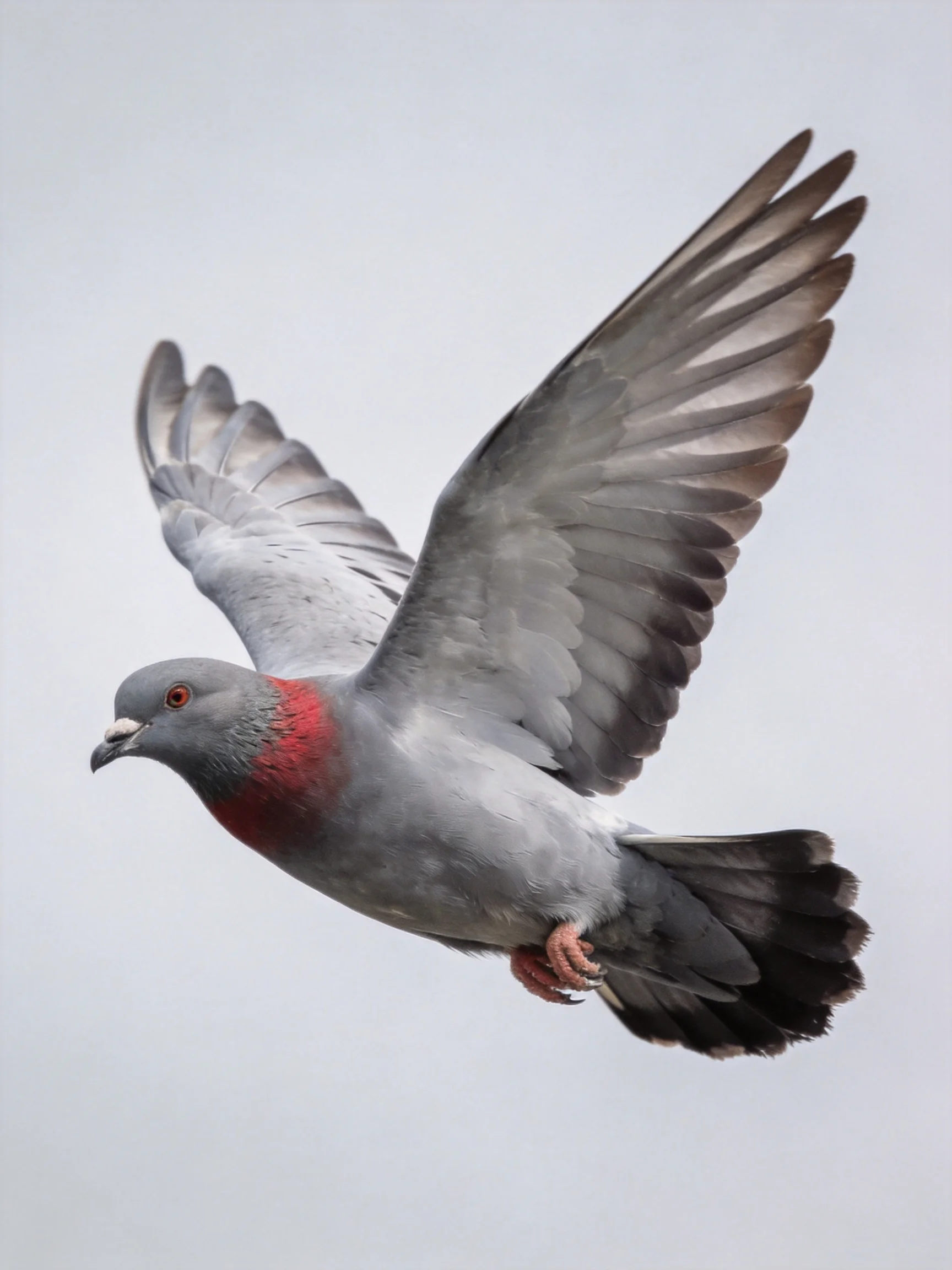 A gray pigeon with red neck soars through a pale sky