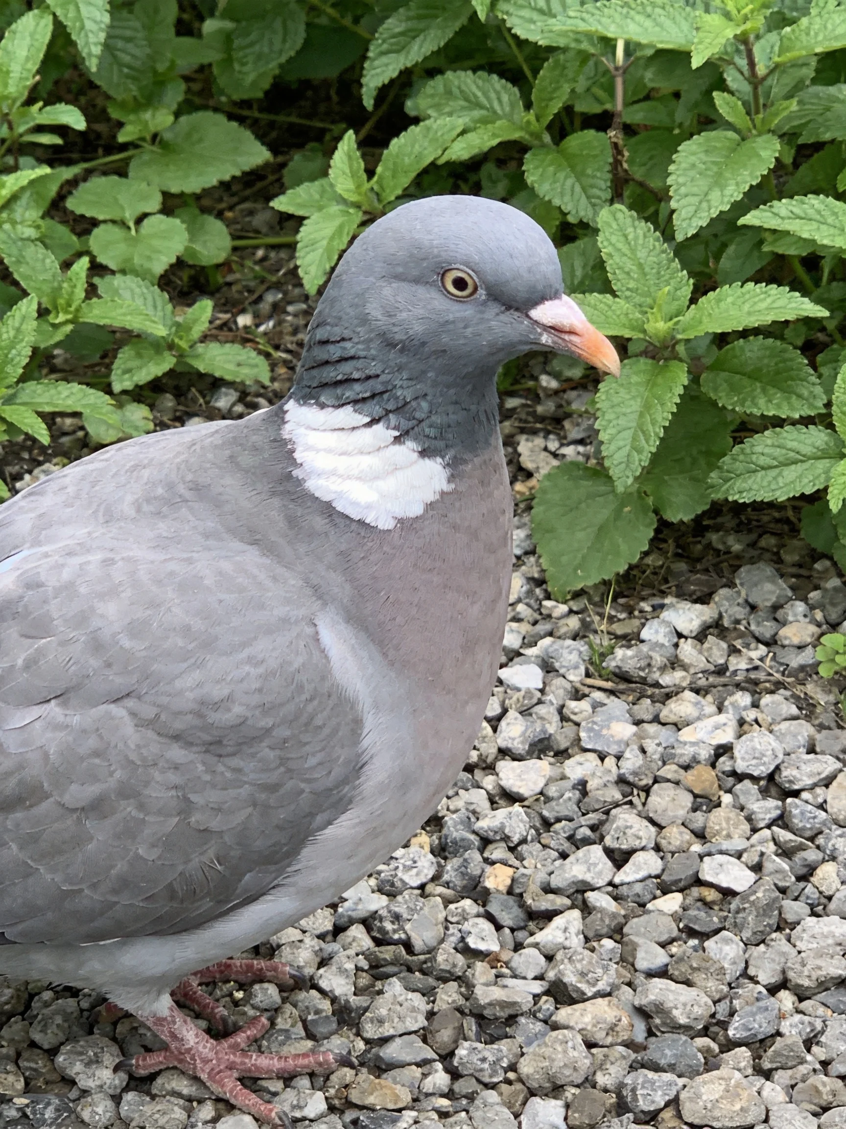 A gray pigeon with white neck patch near green foliage and gravel