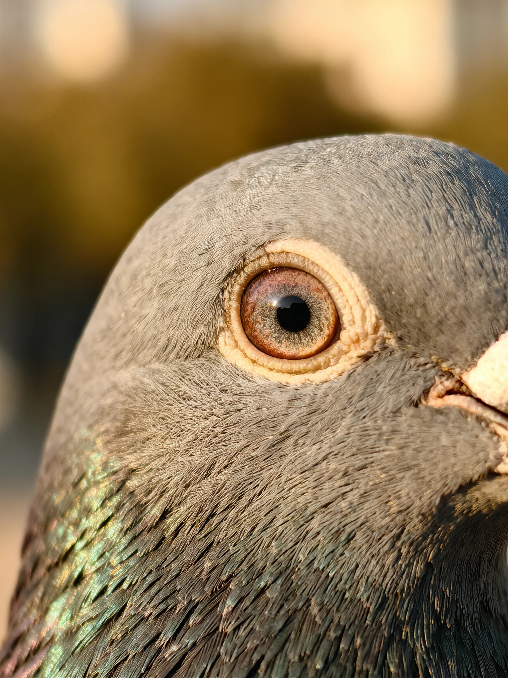 A gray pigeon’s close - up with brown eye and iridescent feathers