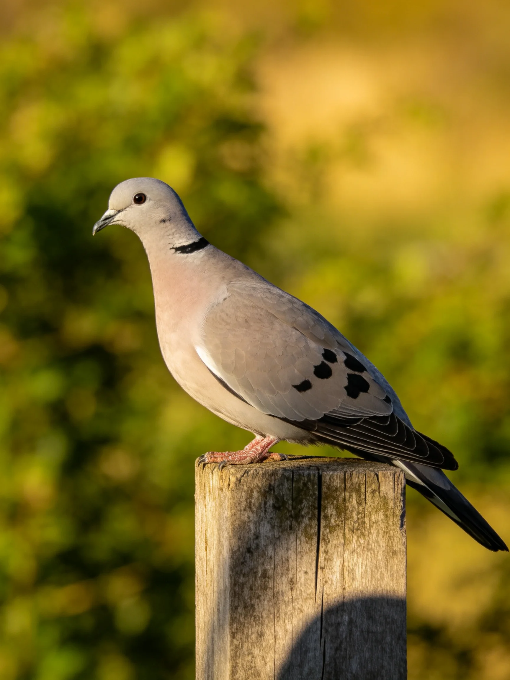 A gray-spotted dove perched on a weathered wooden post