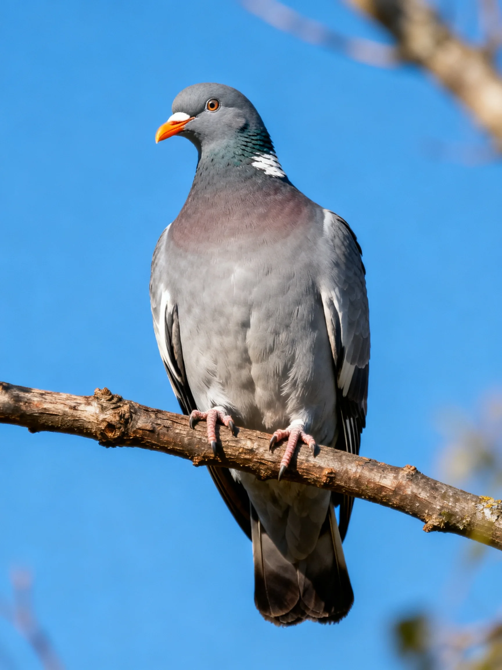 A gray wood pigeon with an orange beak perches on a tree branch