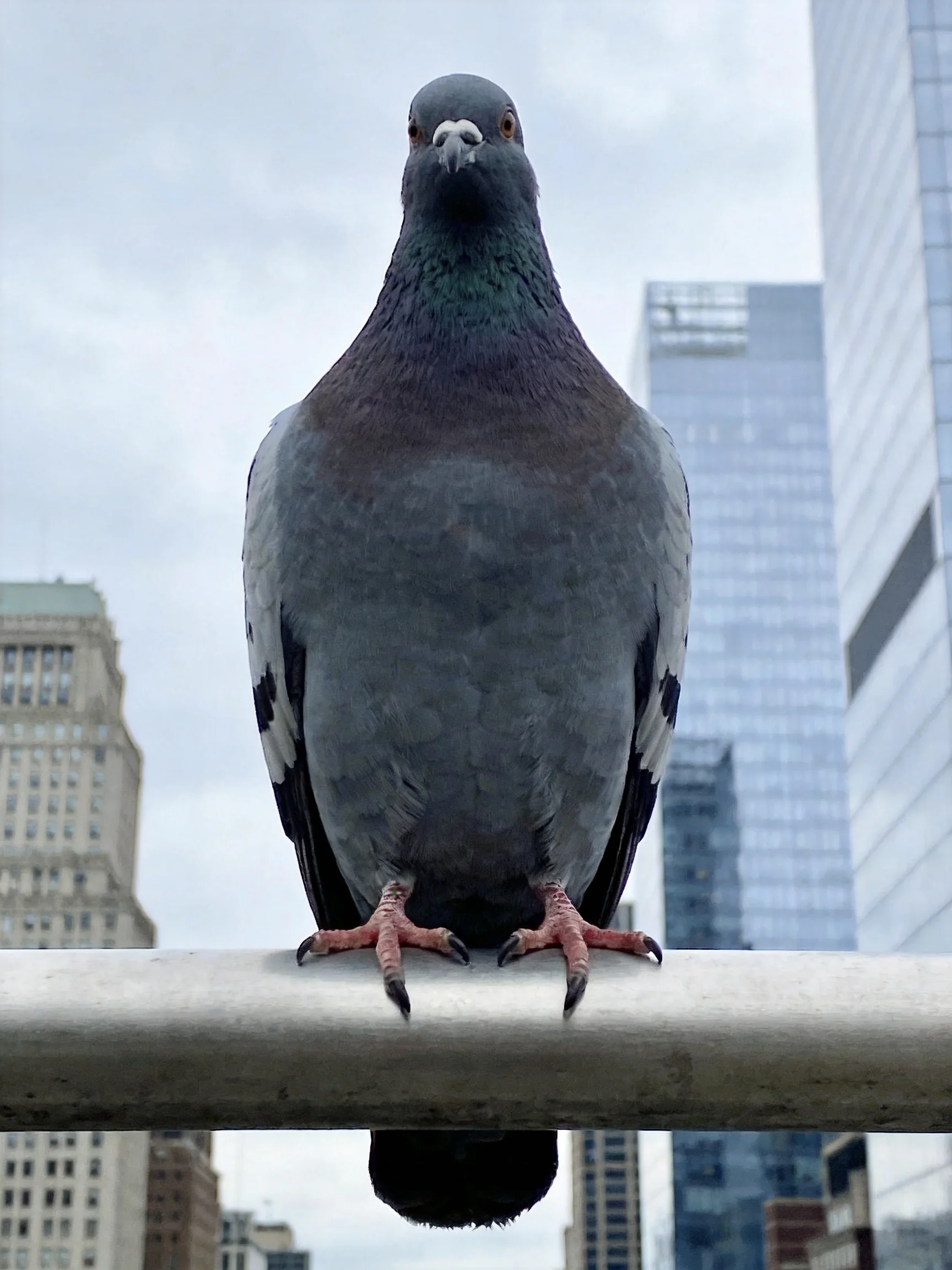 A large gray pigeon perched on a metallic bar near tall urban skyscrapers