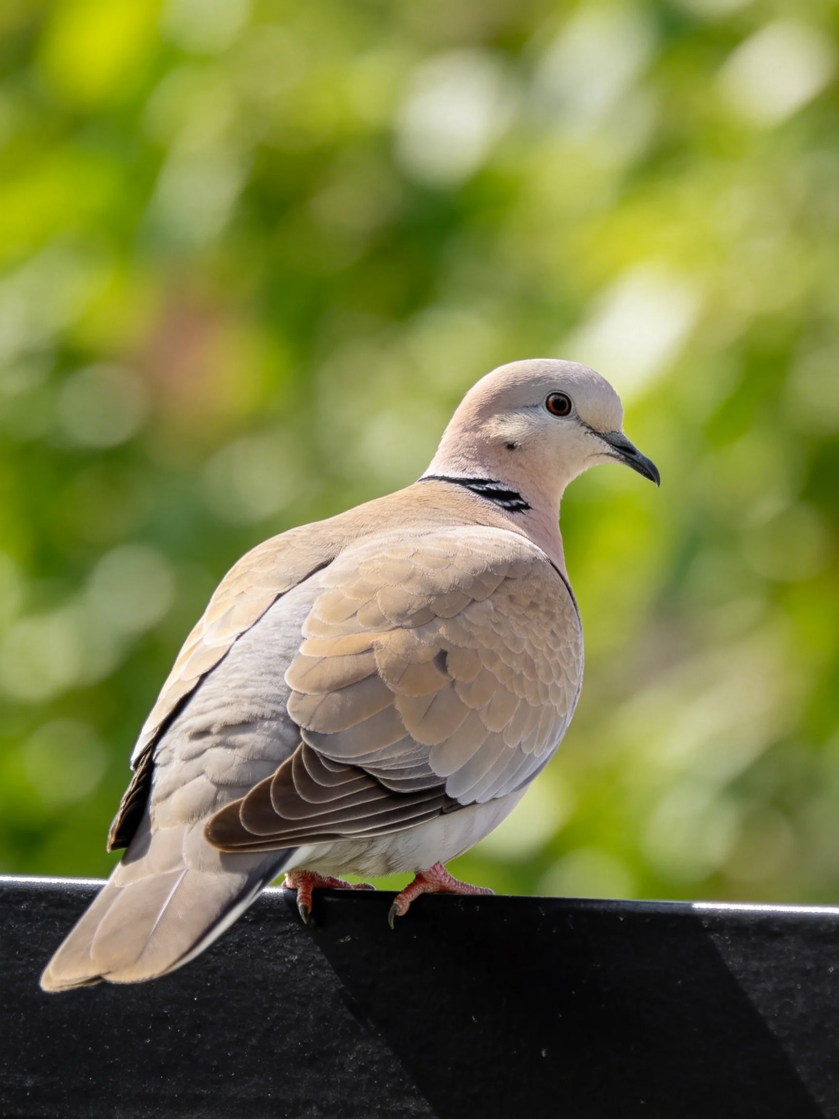 A light-colored dove perched on a dark surface with green foliage