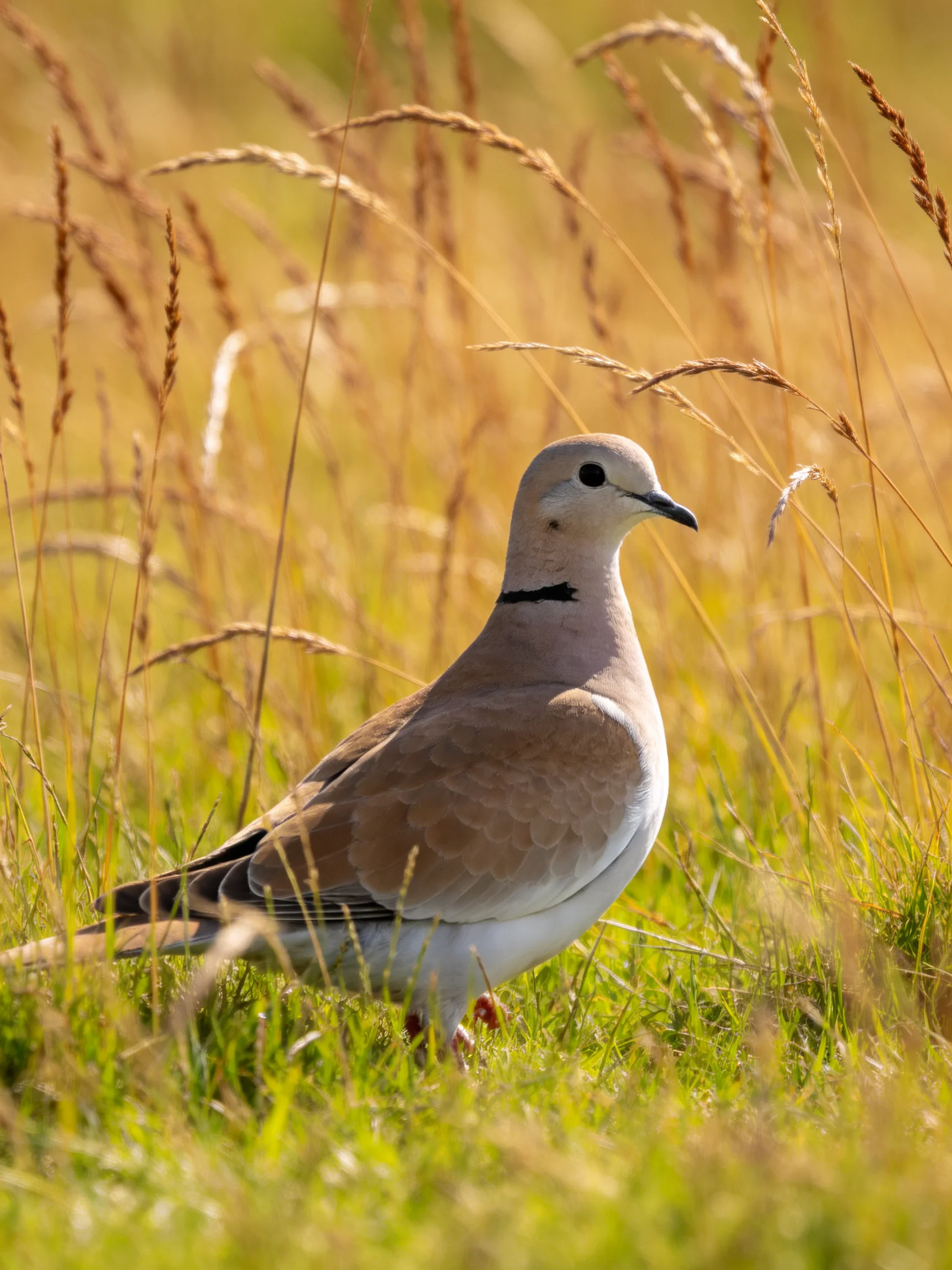A pale dove stands among golden-brown wild grasses