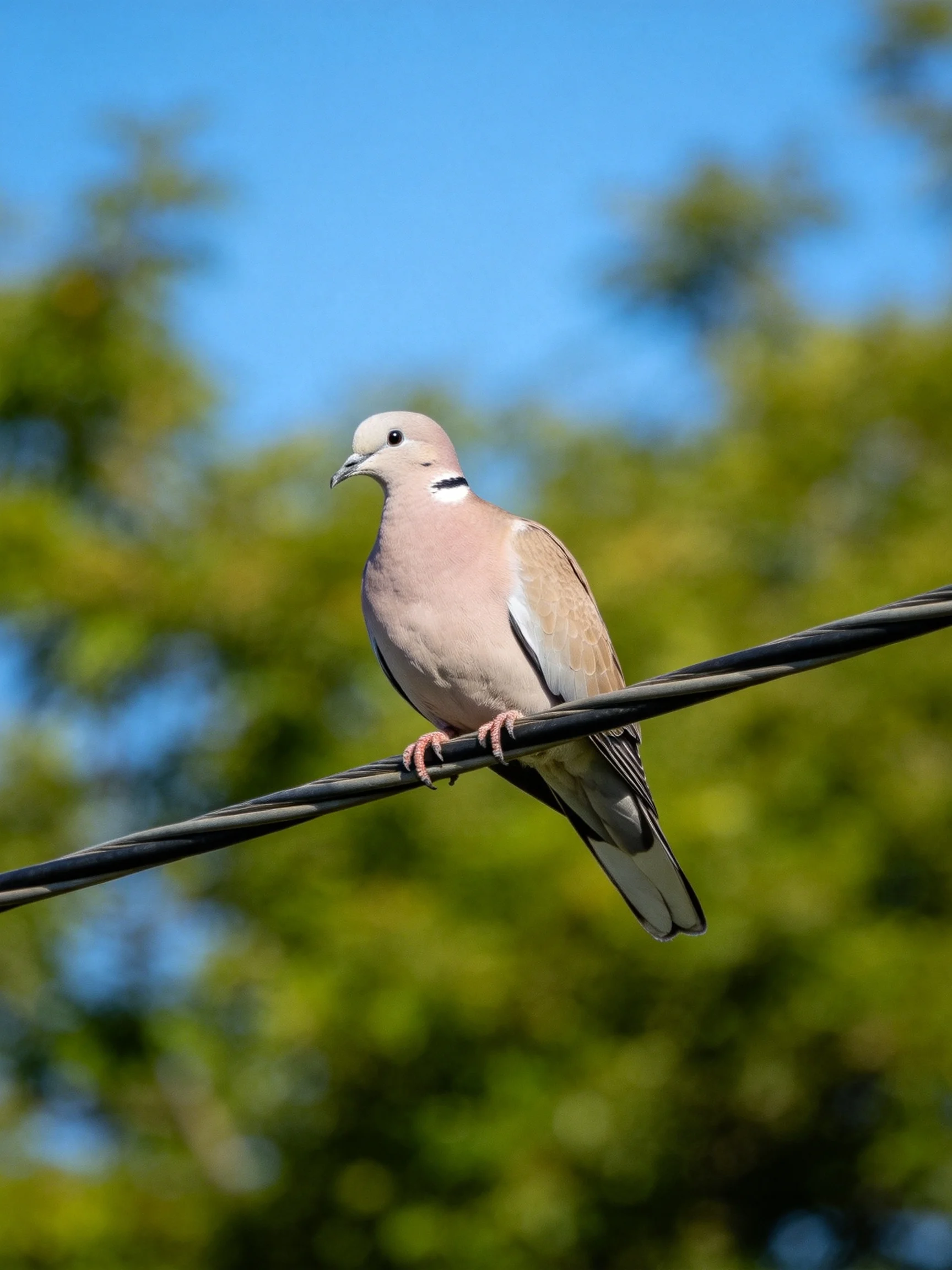 A pale pink dove perched on a black electrical wire with lush green trees