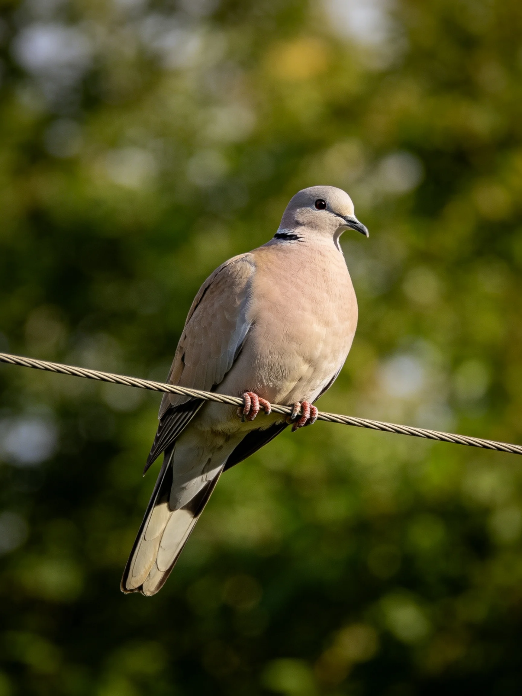 A pale pink dove perched on a wire amidst green foliage