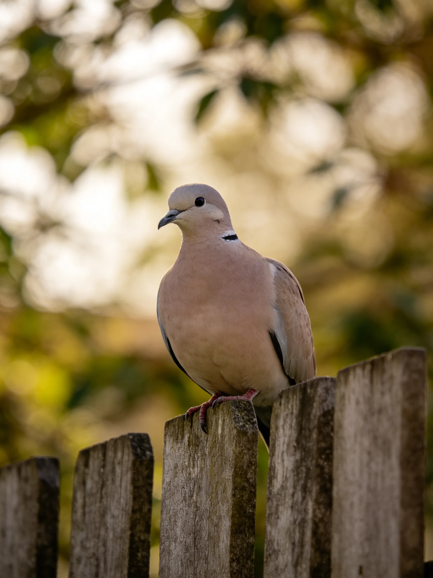 A pale pink dove perches on a weathered wooden fence with soft green backdrop