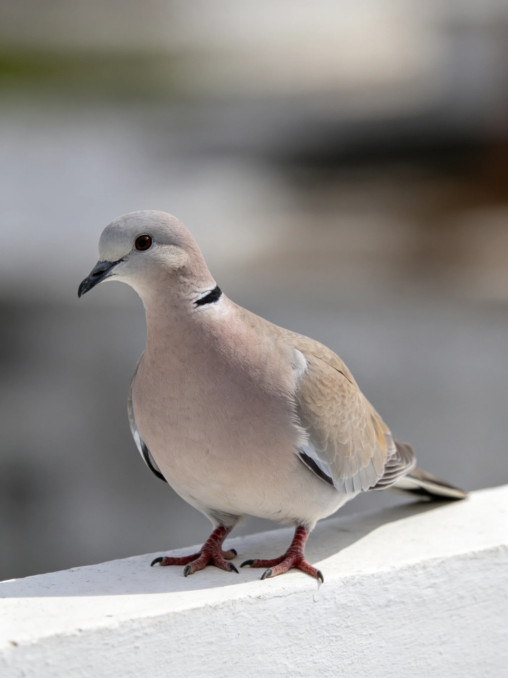 A pale pink dove with a black neck band perched on a white ledge