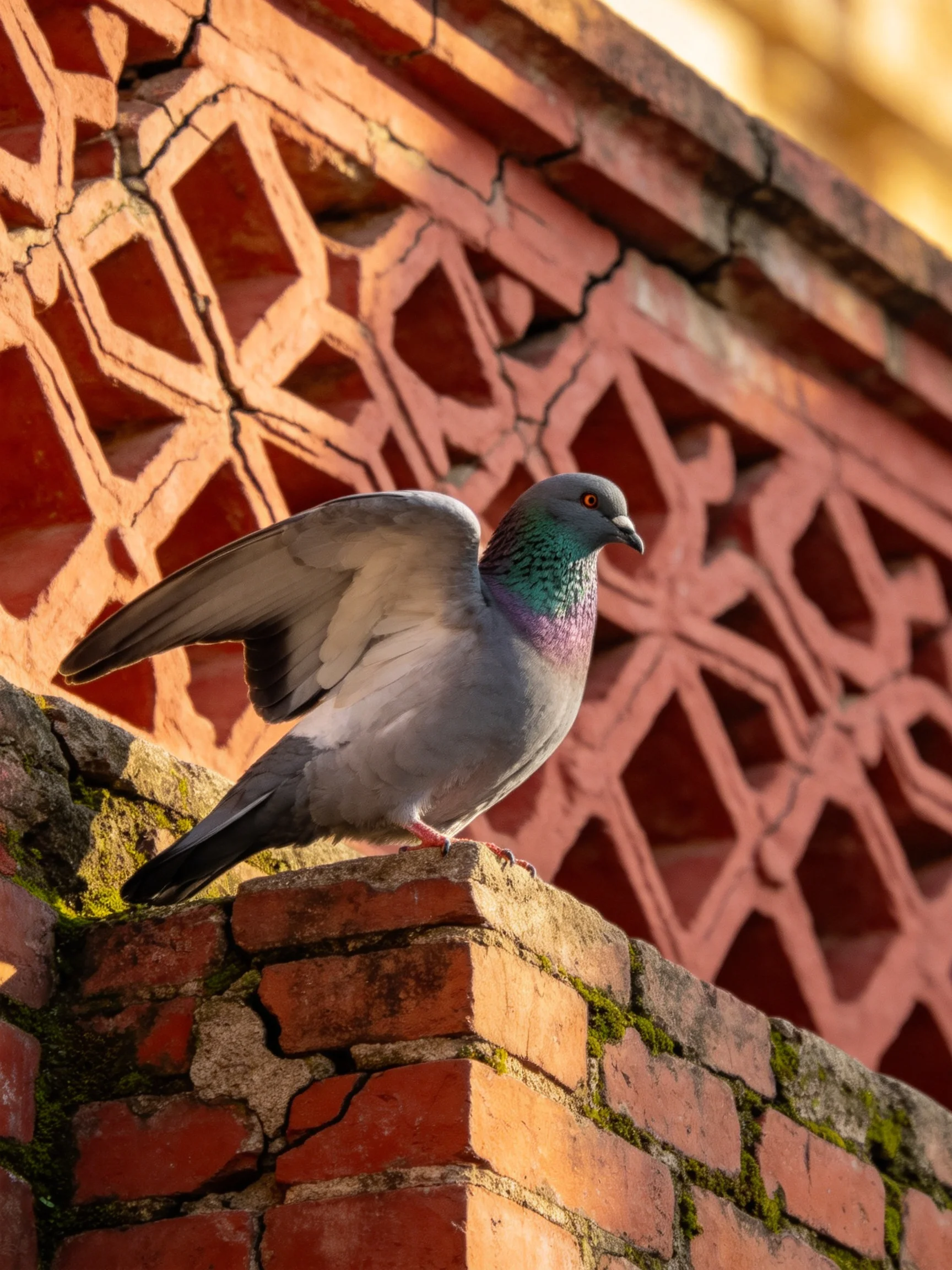 A pigeon on a weathered red-brick ledge near an ornate wall