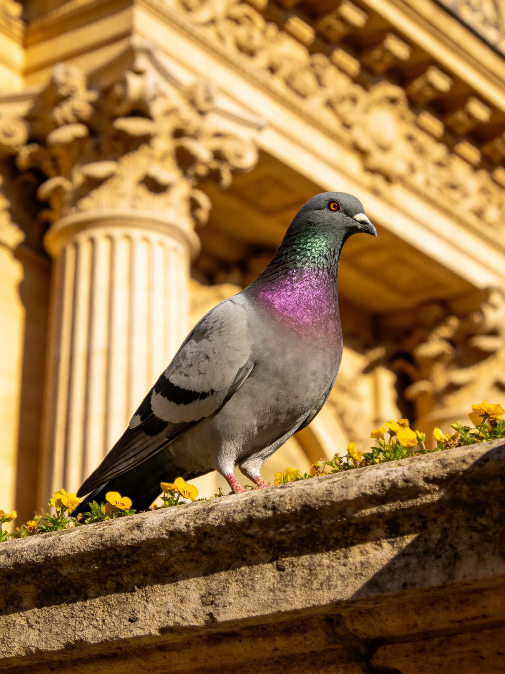 A pigeon rests among yellow blooms next to intricately designed historical architecture.